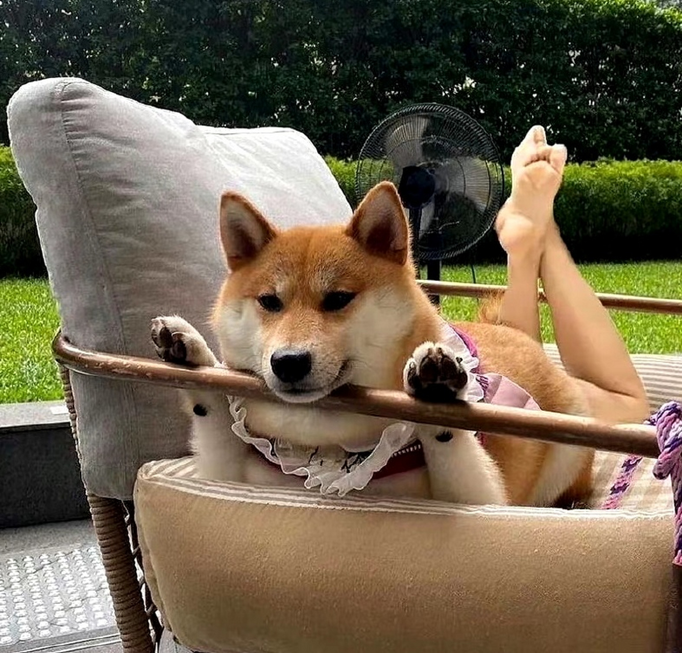 宠物的搞笑瞬间# 小柴犬真的可爱又性感迷人,拍照