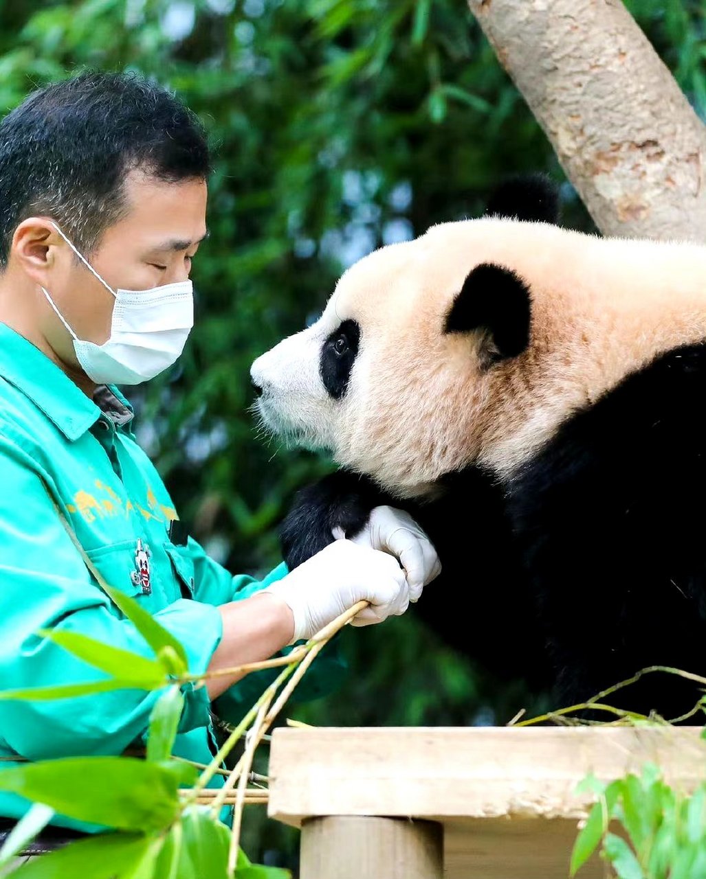熊猫福宝是2020年出生在韩国的大熊猫,于明年7月回国,是全网最幸福大