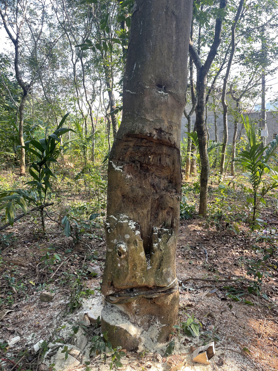 《香德》 白木香似如人兮,香德品若相德兮; 沉香本非俱来兮,木香受伤