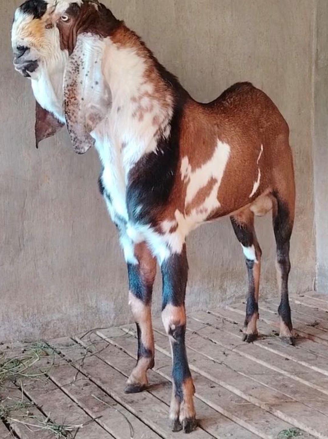 朋友们你们说这是什么动物?