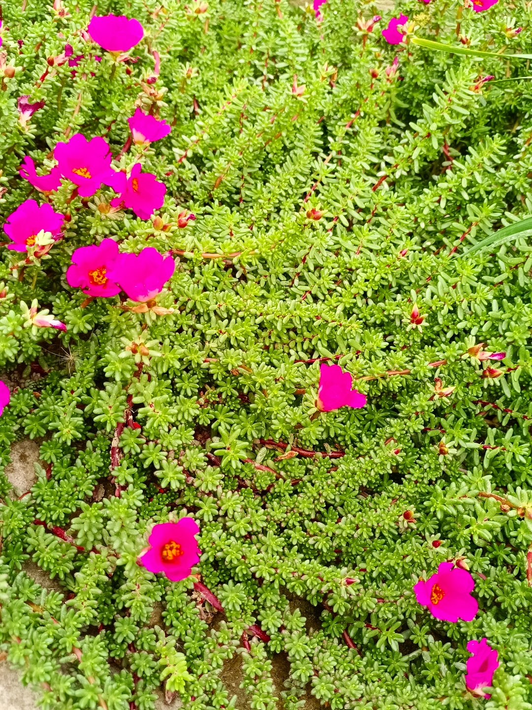 多肉紫米粒到底长啥样?开花是不是这样的?到底是真开花还是我p上去的?