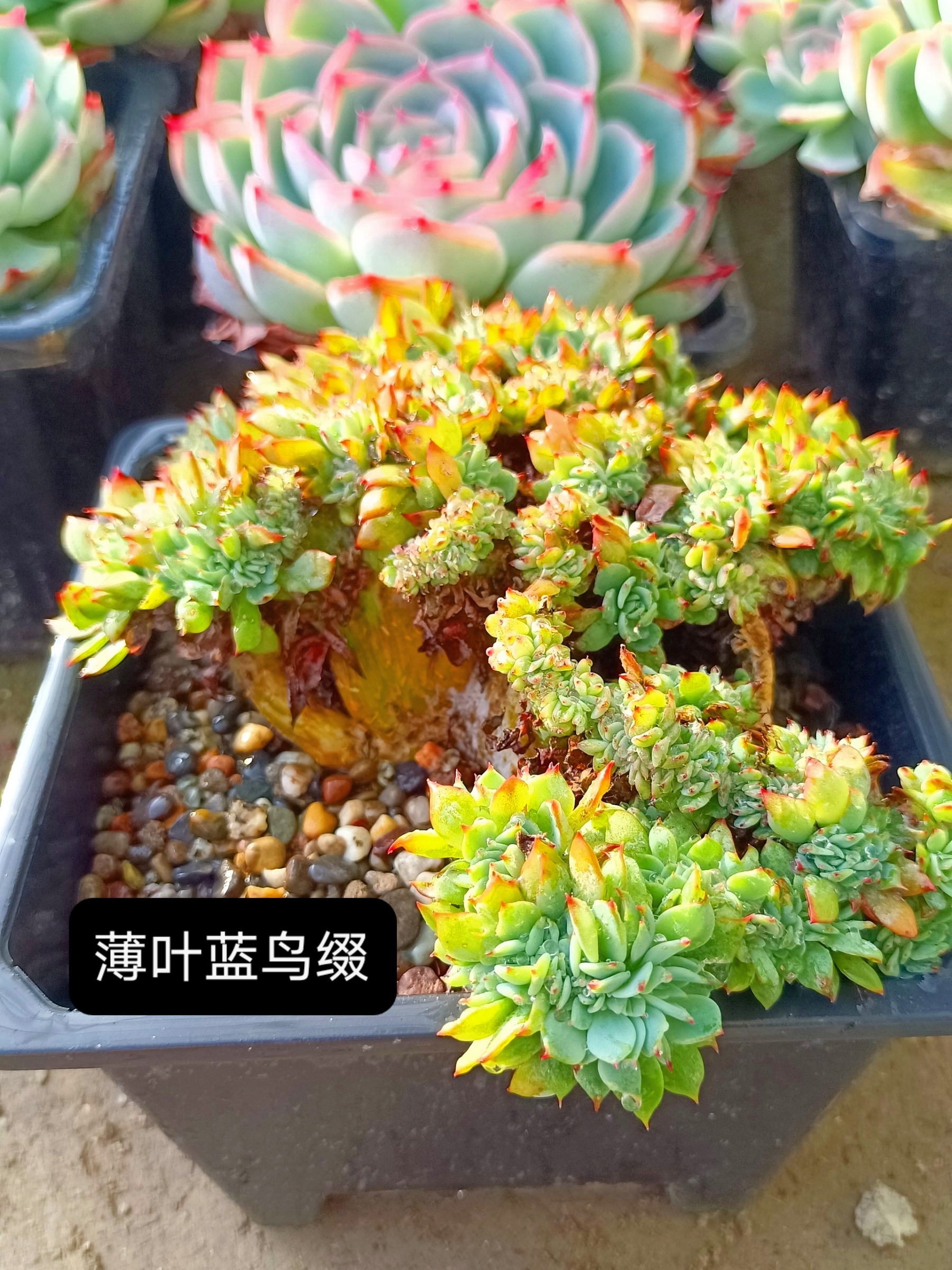 这几天收拾了一下,还真找到了第四波缀化,有人又要问了,你真觉得缀化