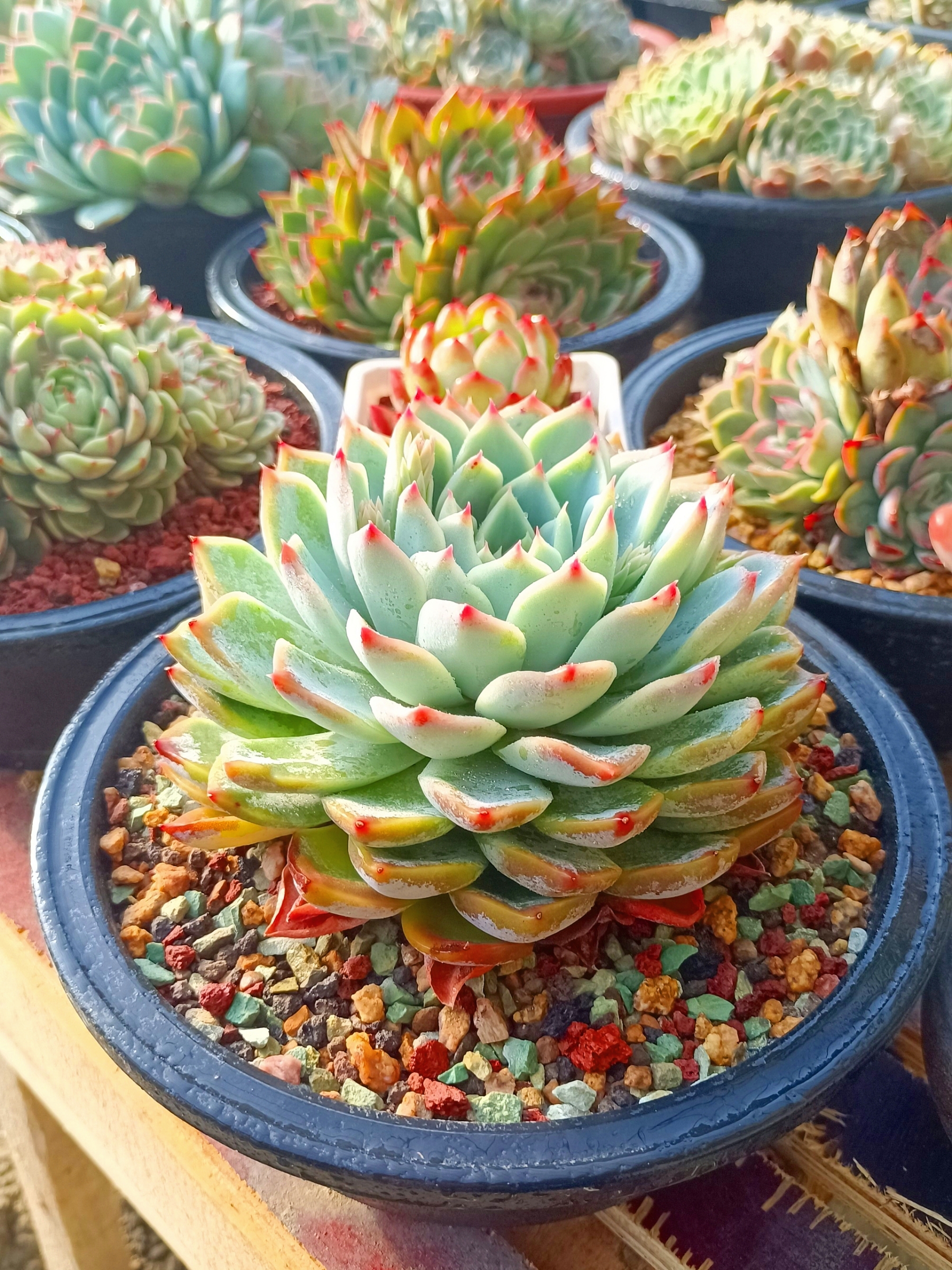 不过再冷也阻挡不了我看多肉的心