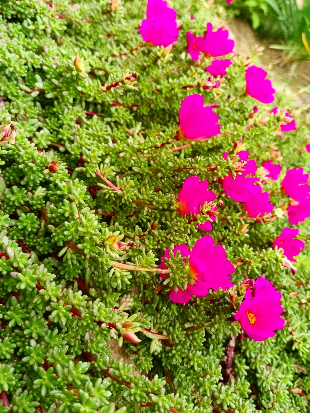 多肉紫米粒到底长啥样?开花是不是这样的?到底是真开花还是我p上去的?