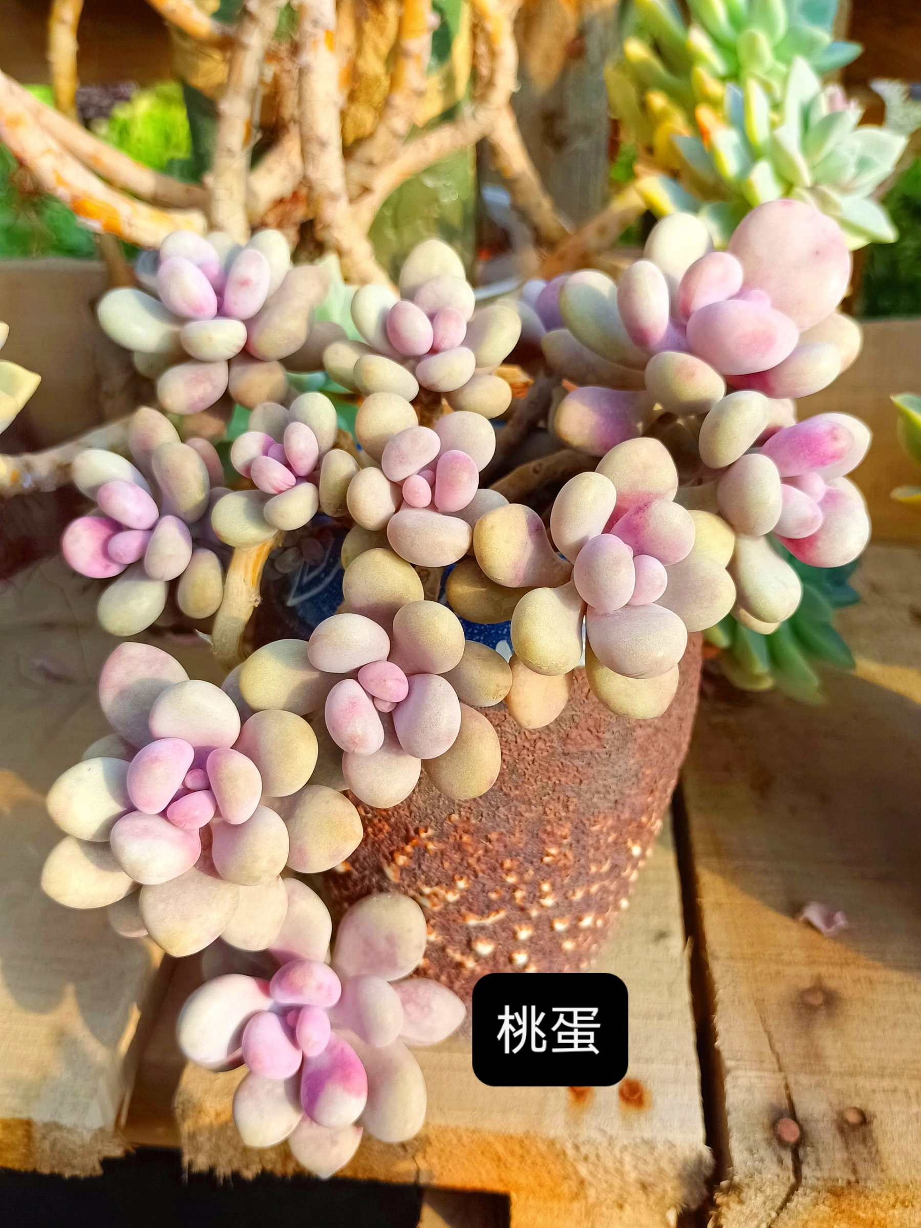 越来越好看了[大笑]#养花小知识# #百度秋冬打卡挑战赛# #多肉植物