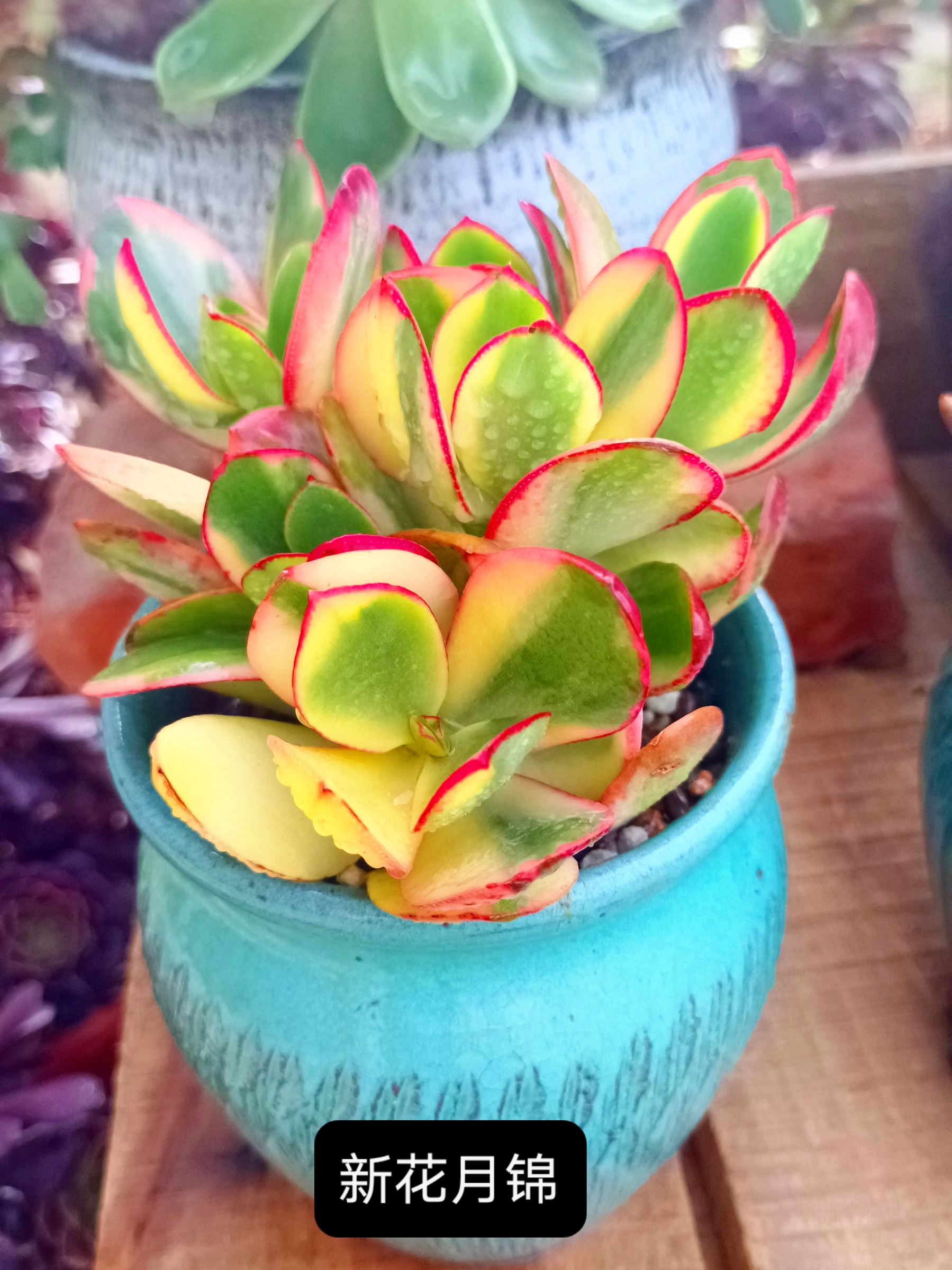 为数不多的几颗锦,看着也挺好