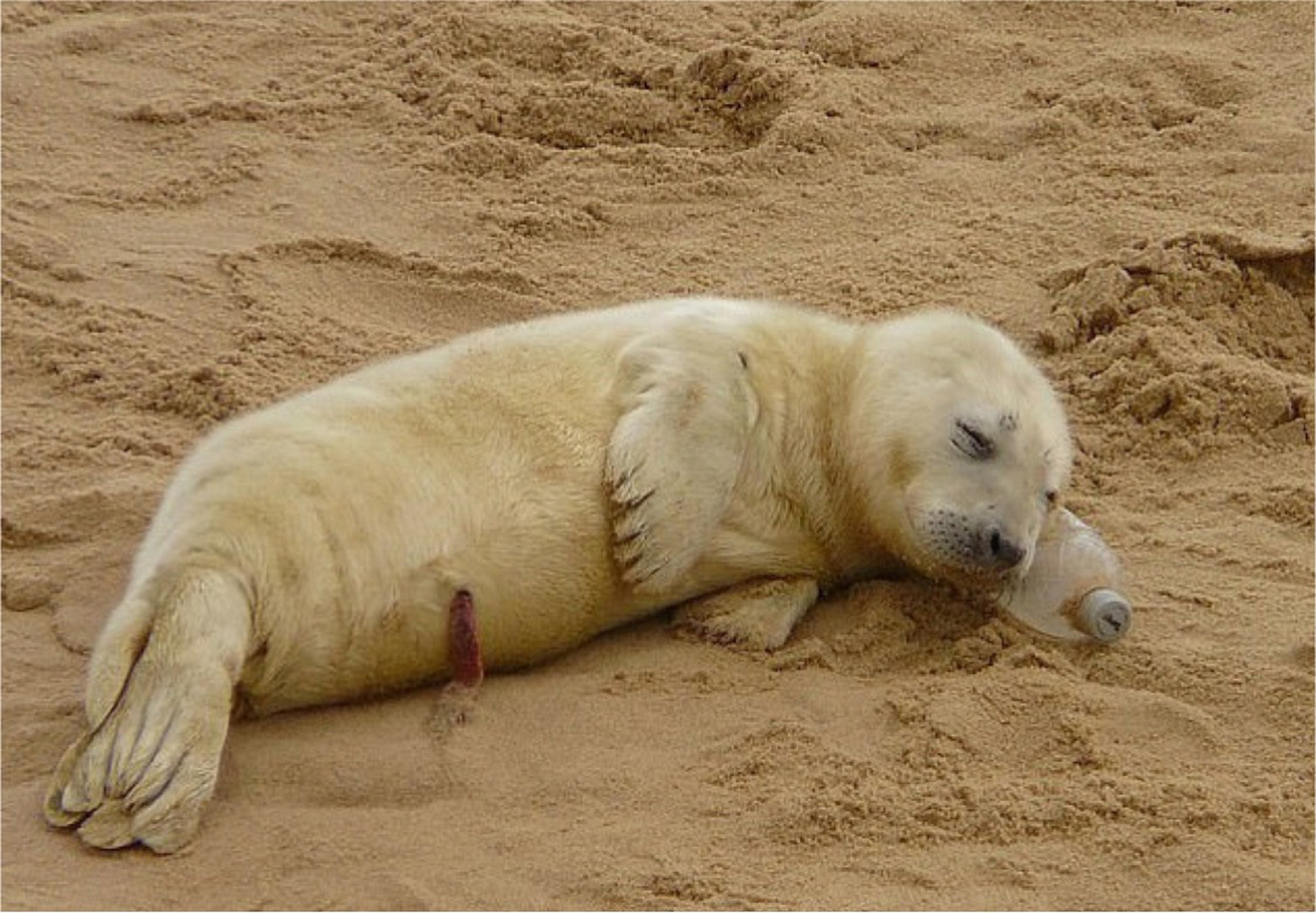 一只海豹被拍到正在海滩上睡觉,很香甜,然而仔细一看,它的"枕头"竟然