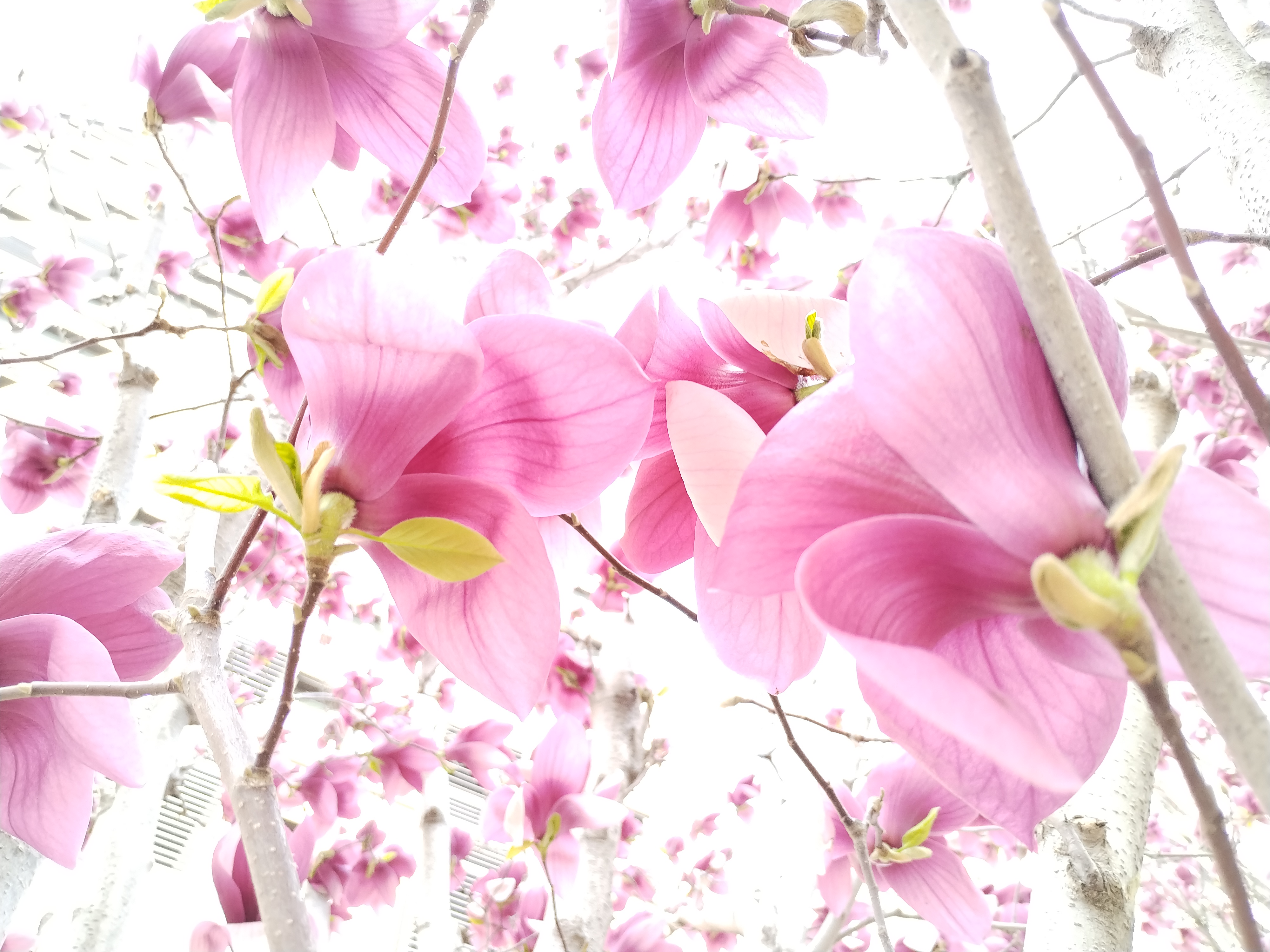 94木兰花开,春色满园94  94在这温暖的春日里,木兰树静静绽放.