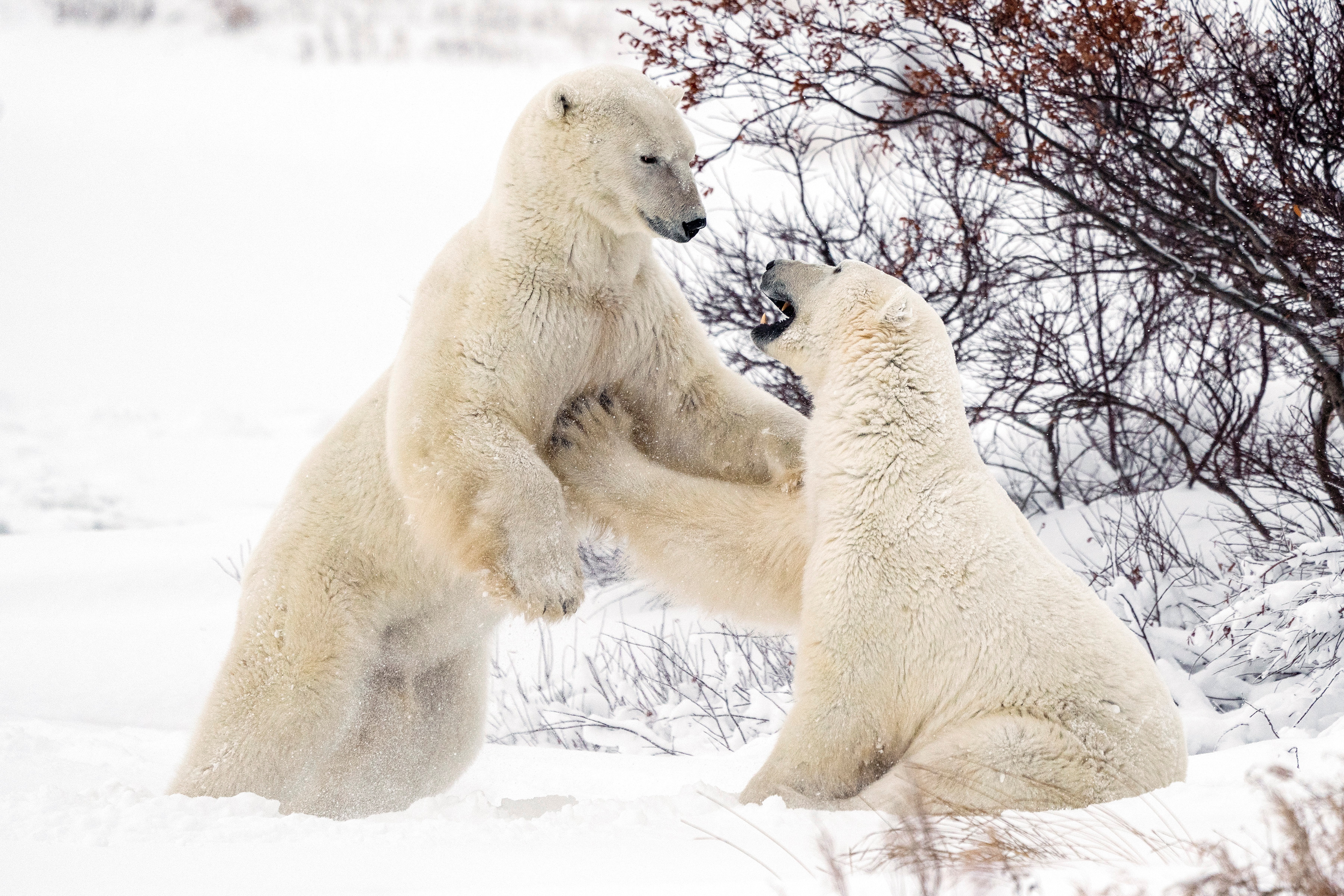 加拿大马尼托巴,雪地里的北极熊 #北极熊# #动物世界# #冬天的第一张