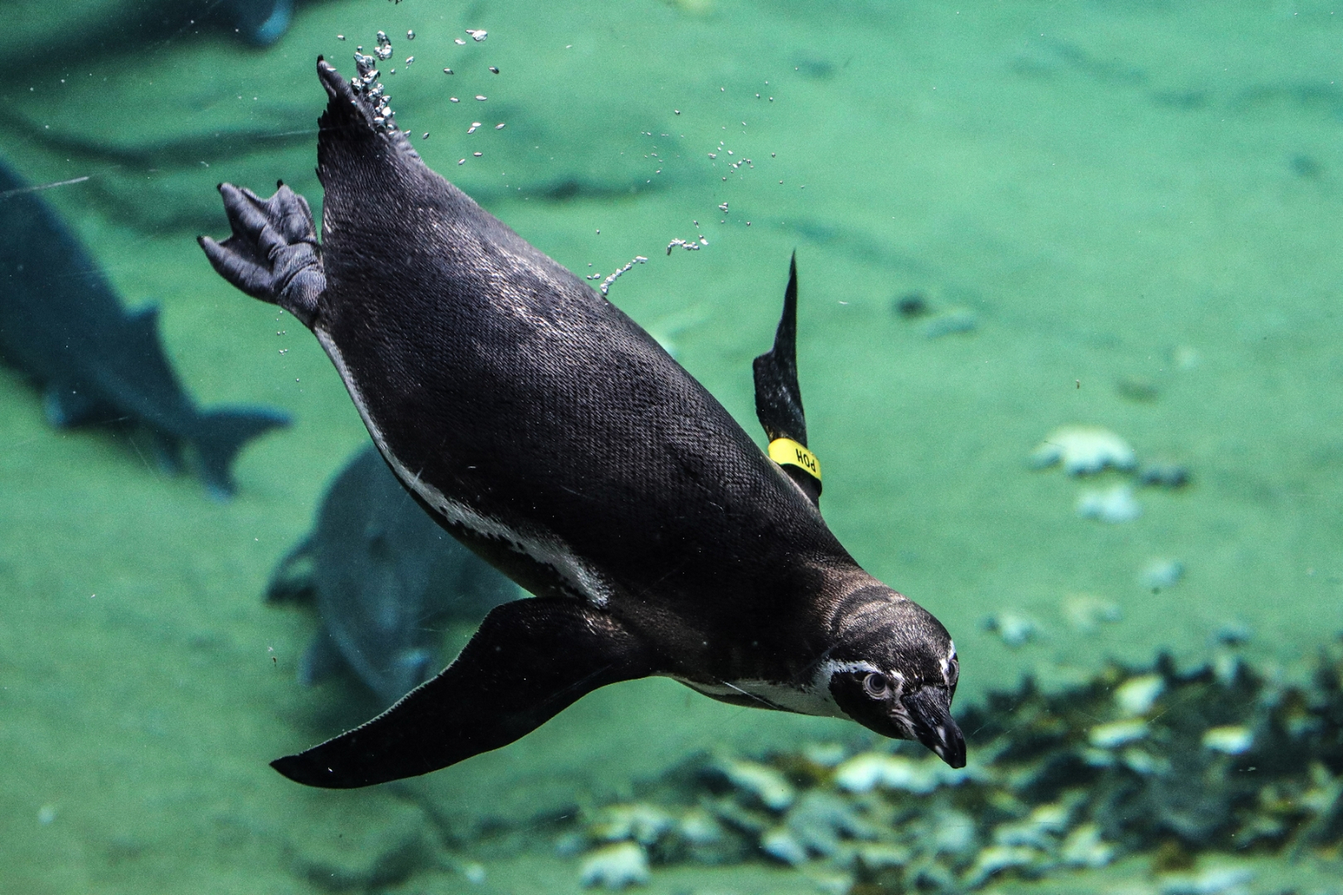 法兰克福动物园的动物们  法兰克福的市民和游客们无需周游世界就能