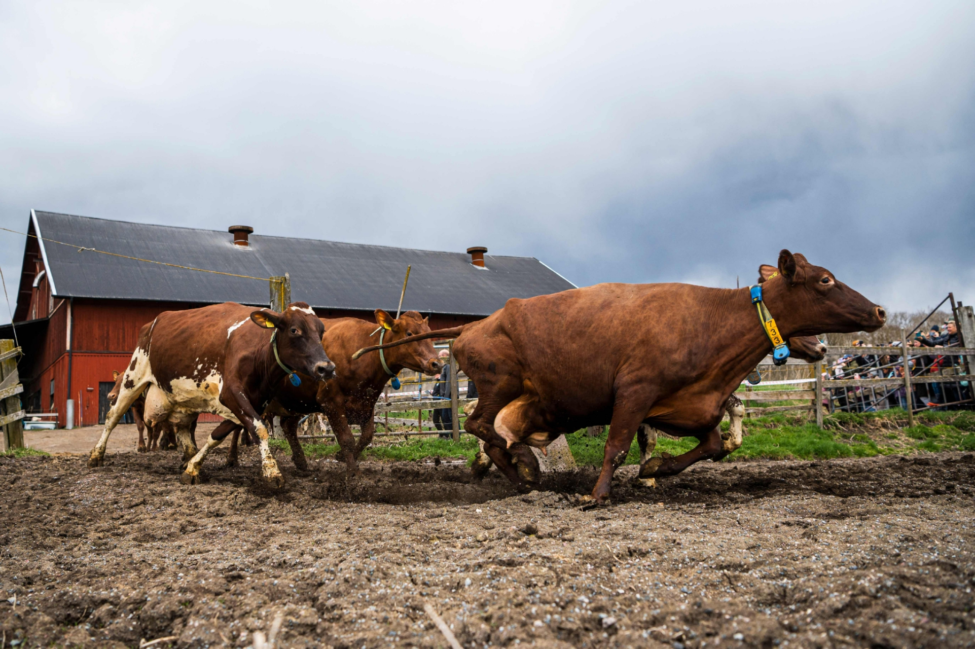 瑞典奶牛重返牧场,开心得像个几百斤的孩子!