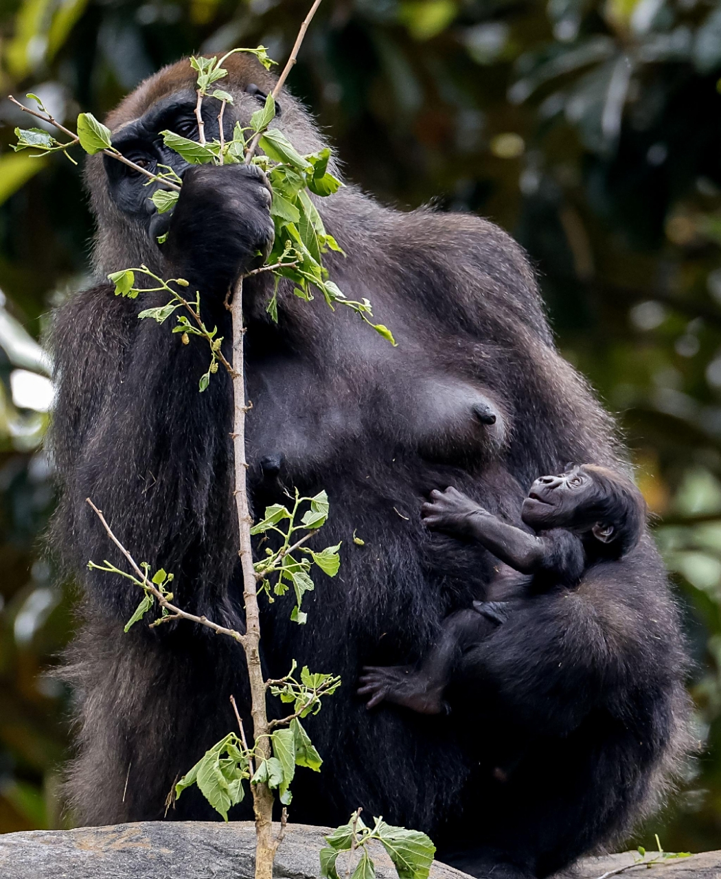 图为园内的大猩猩妈妈和她两个星期大的孩子.