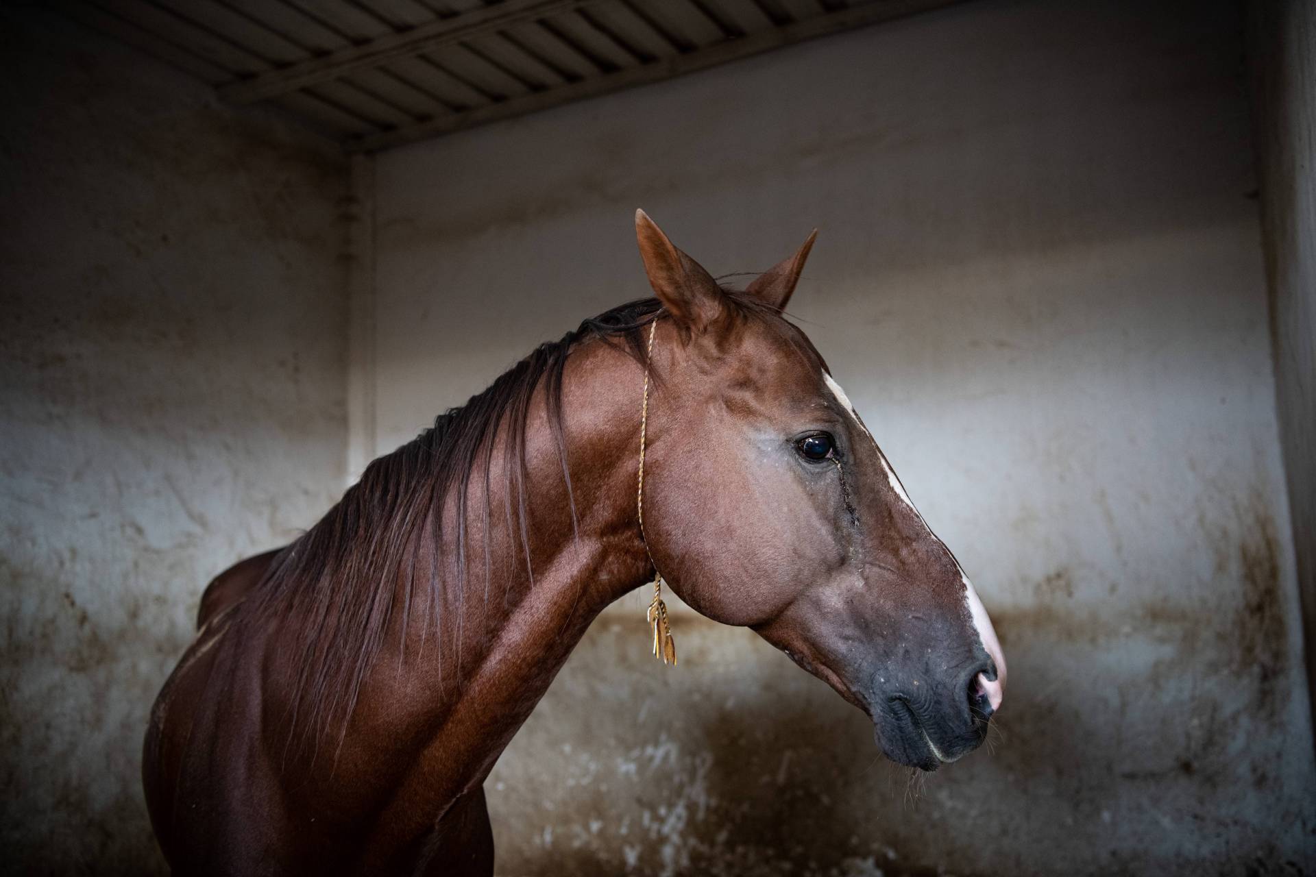这种马,被绘制在土库曼斯坦的国徽上  汗血马学名阿哈尔捷金马,原产于