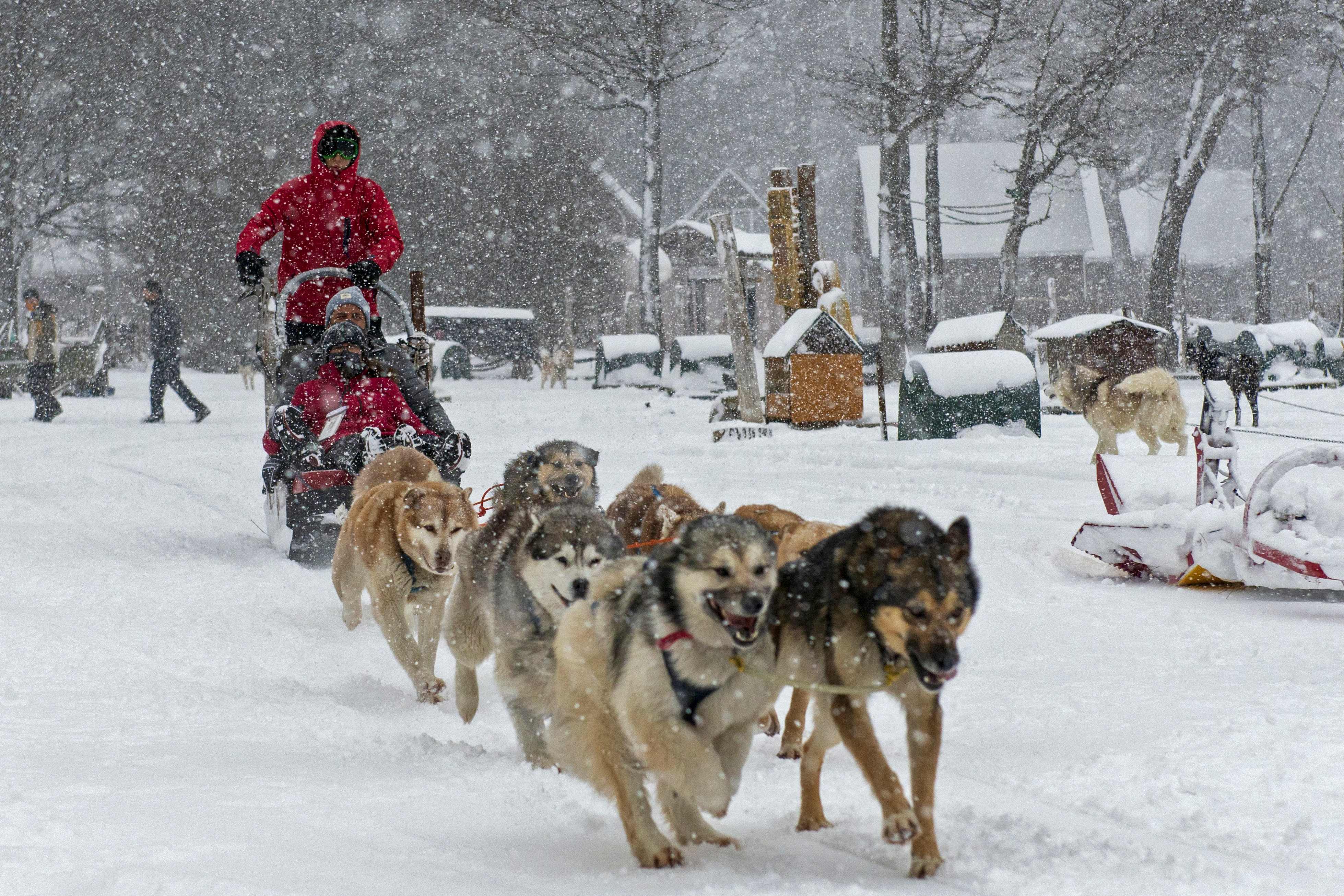 狗拉雪橇  乌斯怀亚位于火地岛的南部海岸