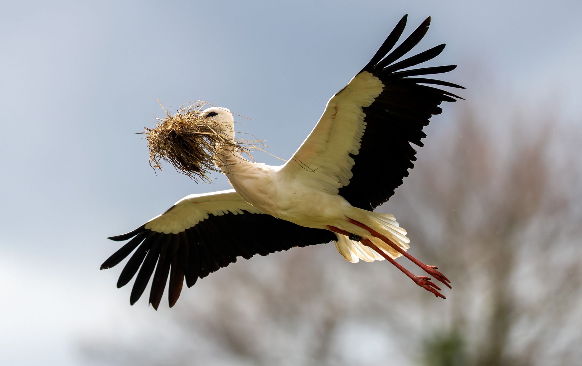 欧洲最大鸟类巢穴,竟然建在屋顶上  白鹳在欧洲是非常有名的鸟,常常在