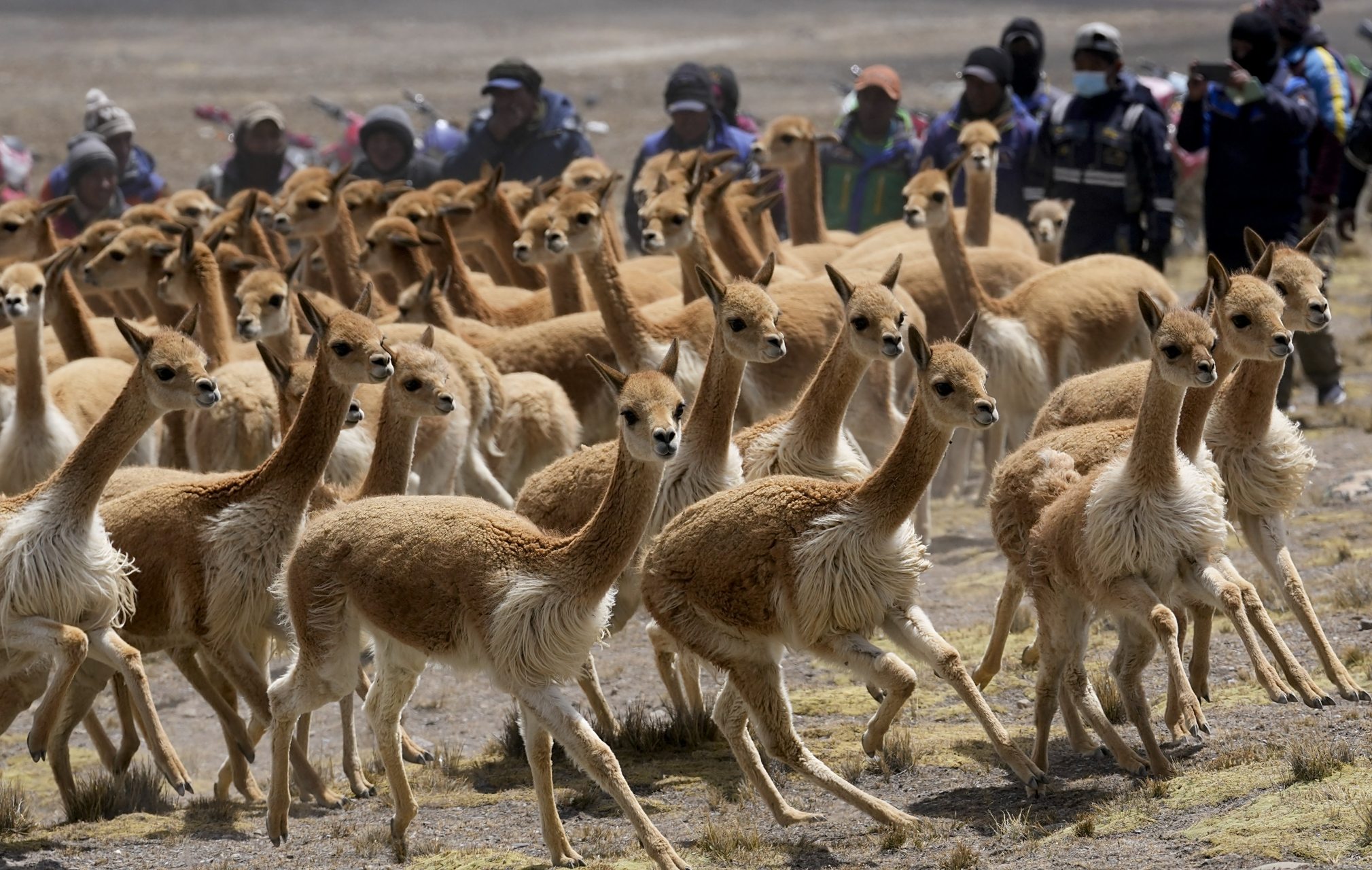 驼羊还是羊驼,傻傻分不清  玻利维亚阿波洛班巴自然保护区内,这些成群