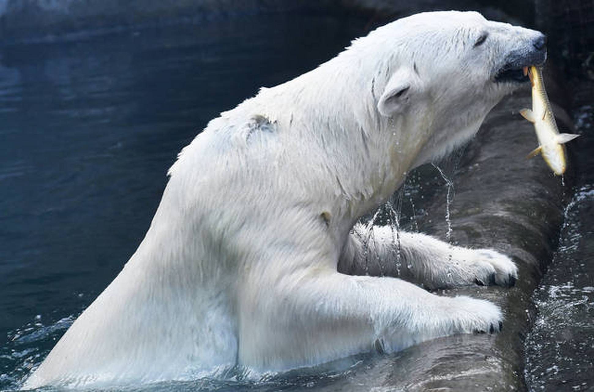 北極熊的夏天 天氣炎熱,莫斯科動物園內的北極熊戲水消暑,憨態可掬.