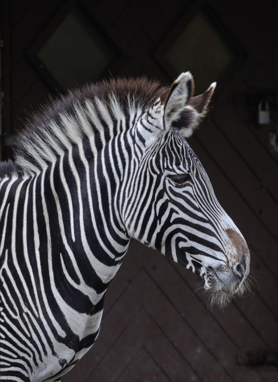 法兰克福动物园的动物们  法兰克福的市民和游客们无需周游世界就能