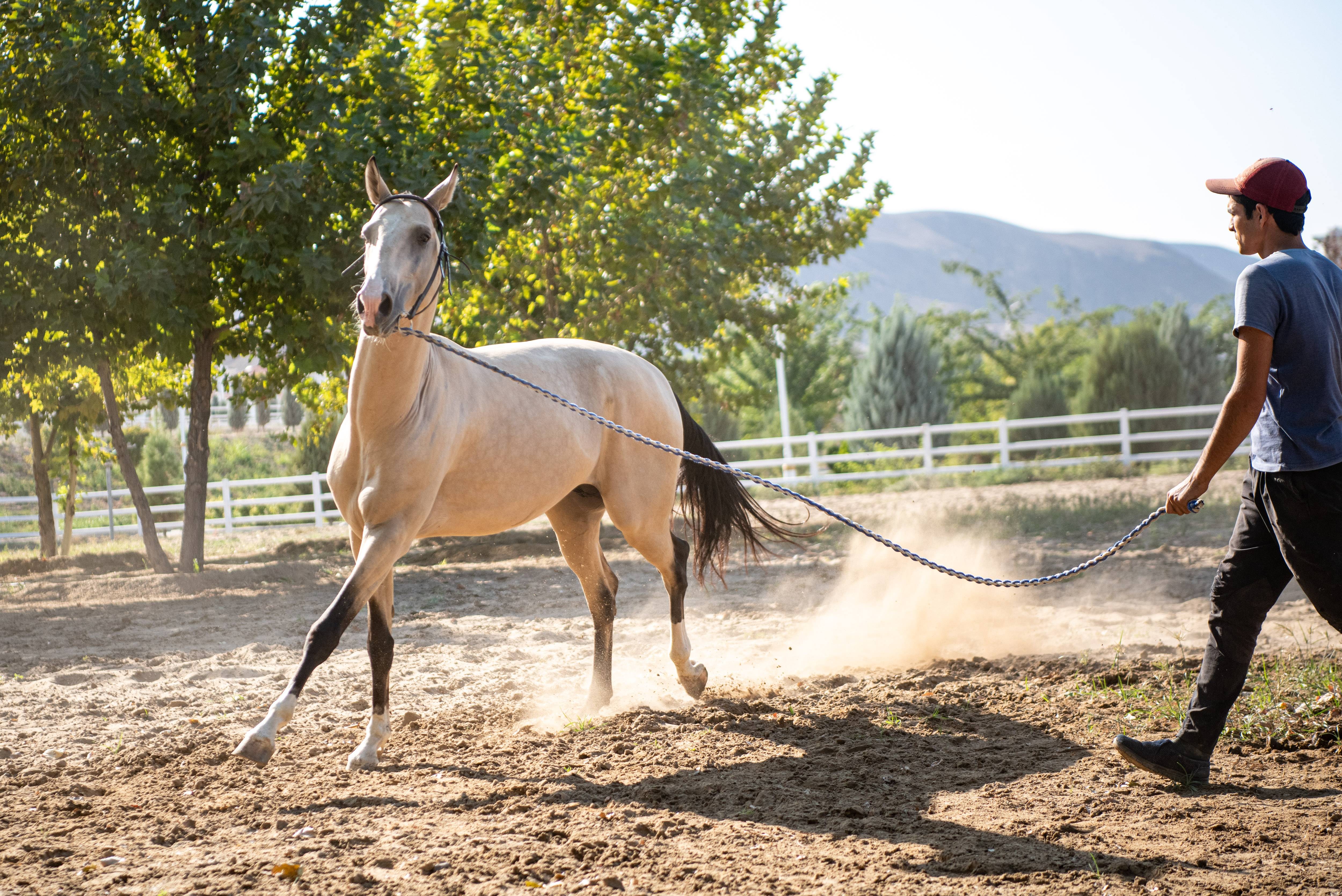 这种马,被绘制在土库曼斯坦的国徽上