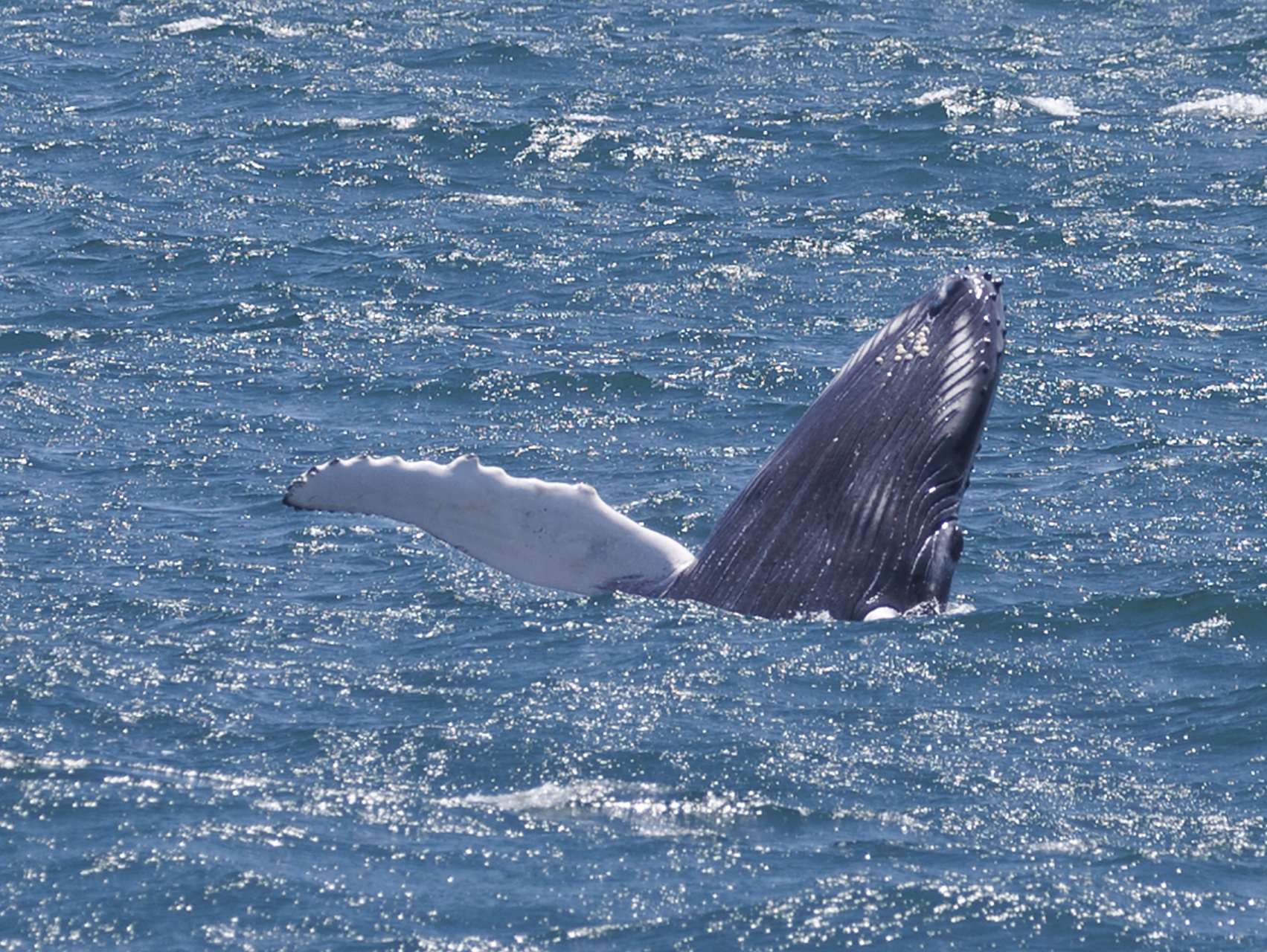座头鲸以跃出水面时优美的身姿和复杂的歌叫声闻名