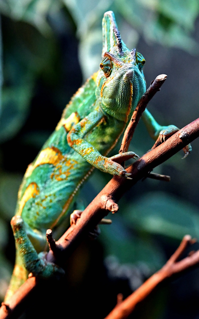 俄罗斯动物园内的爬行动物们.