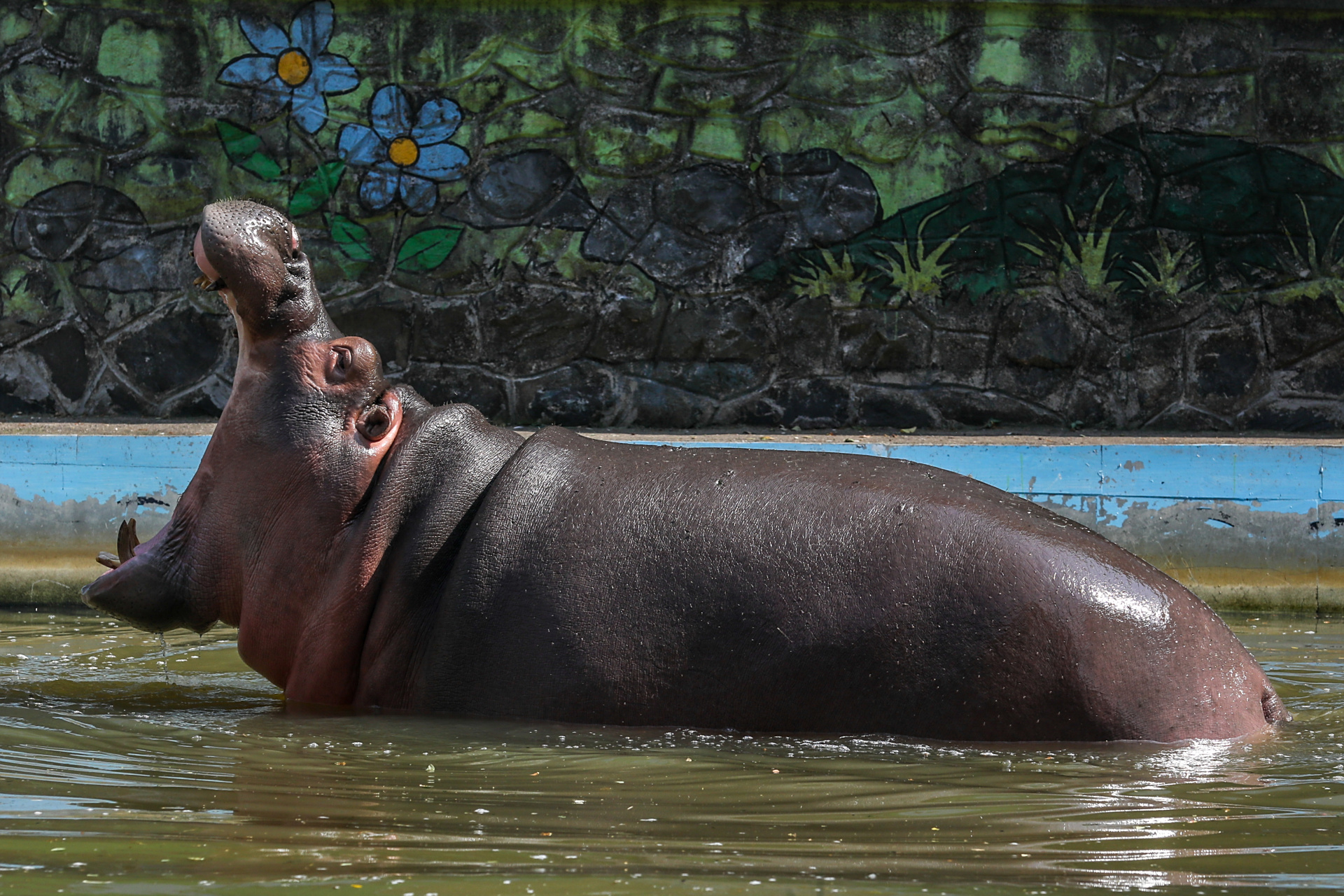 印度孟买拜古拉动物园内,一只河马泡在水池里降温,张开大嘴打了个