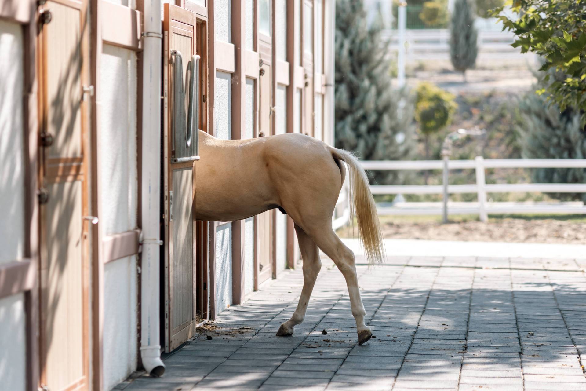 这种马,被绘制在土库曼斯坦的国徽上  汗血马学名阿哈尔捷金马,原产于