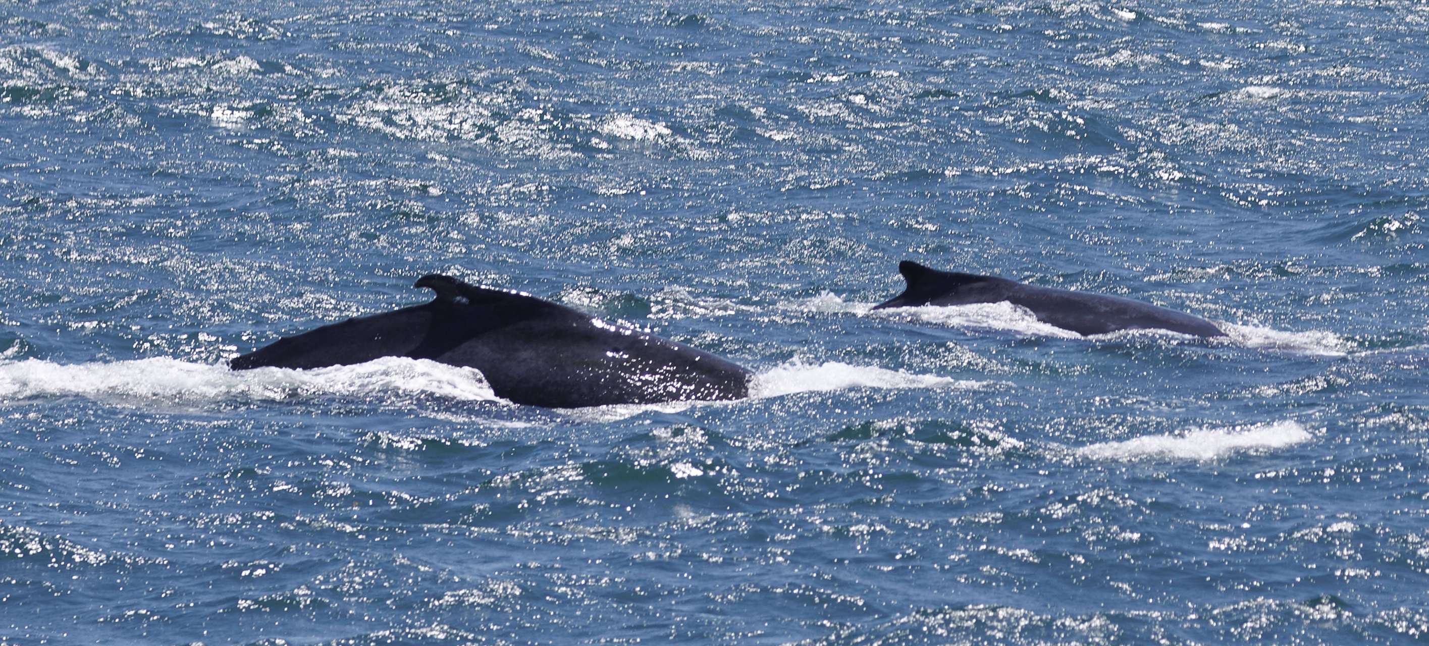 雄性座头鲸每年大部分时间都在唱歌,这种庞然大物并不是毫无章法地