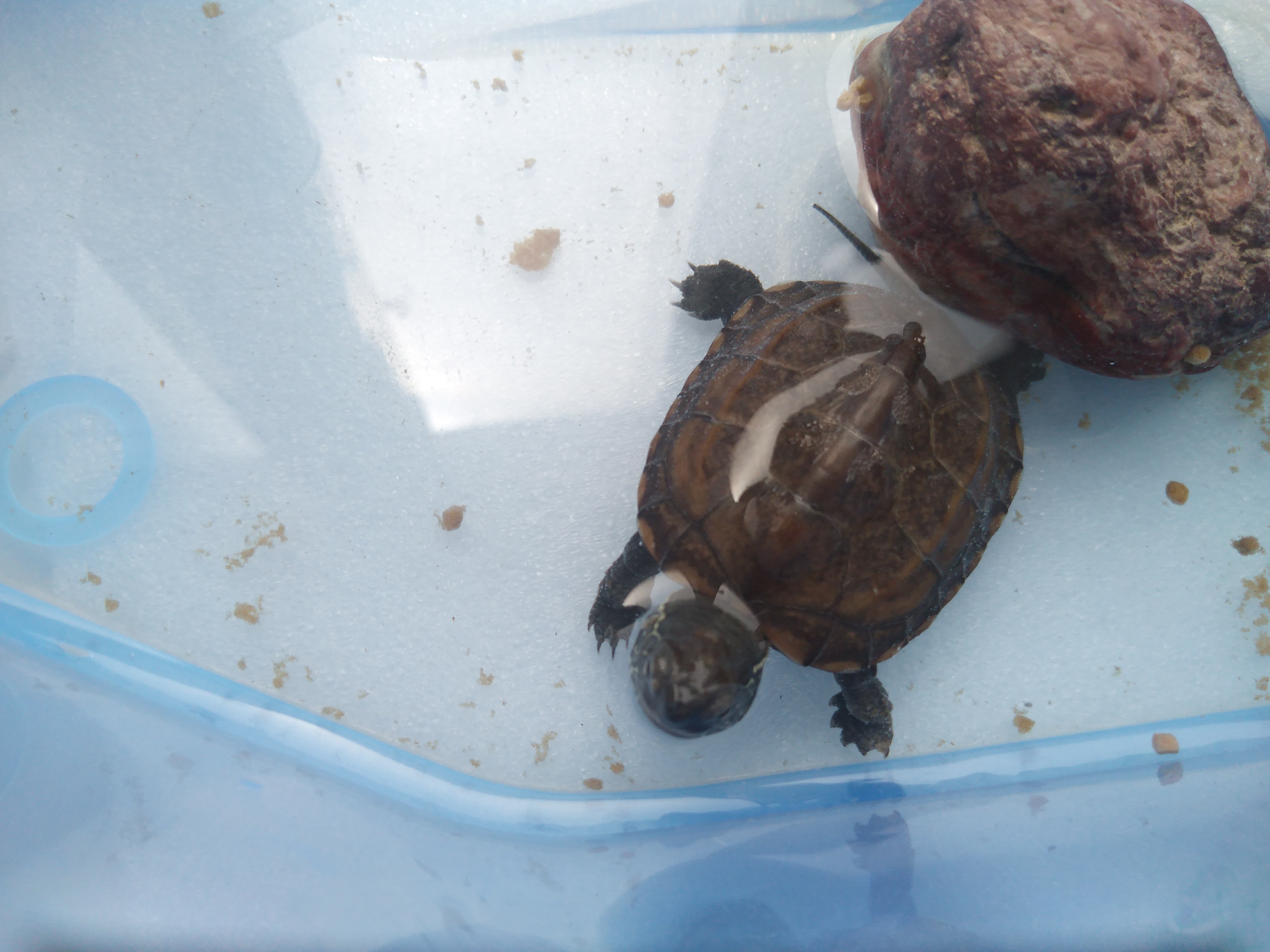 乌龟(学名:mauremys reevesii)是龟科,拟水龟属爬行动物.