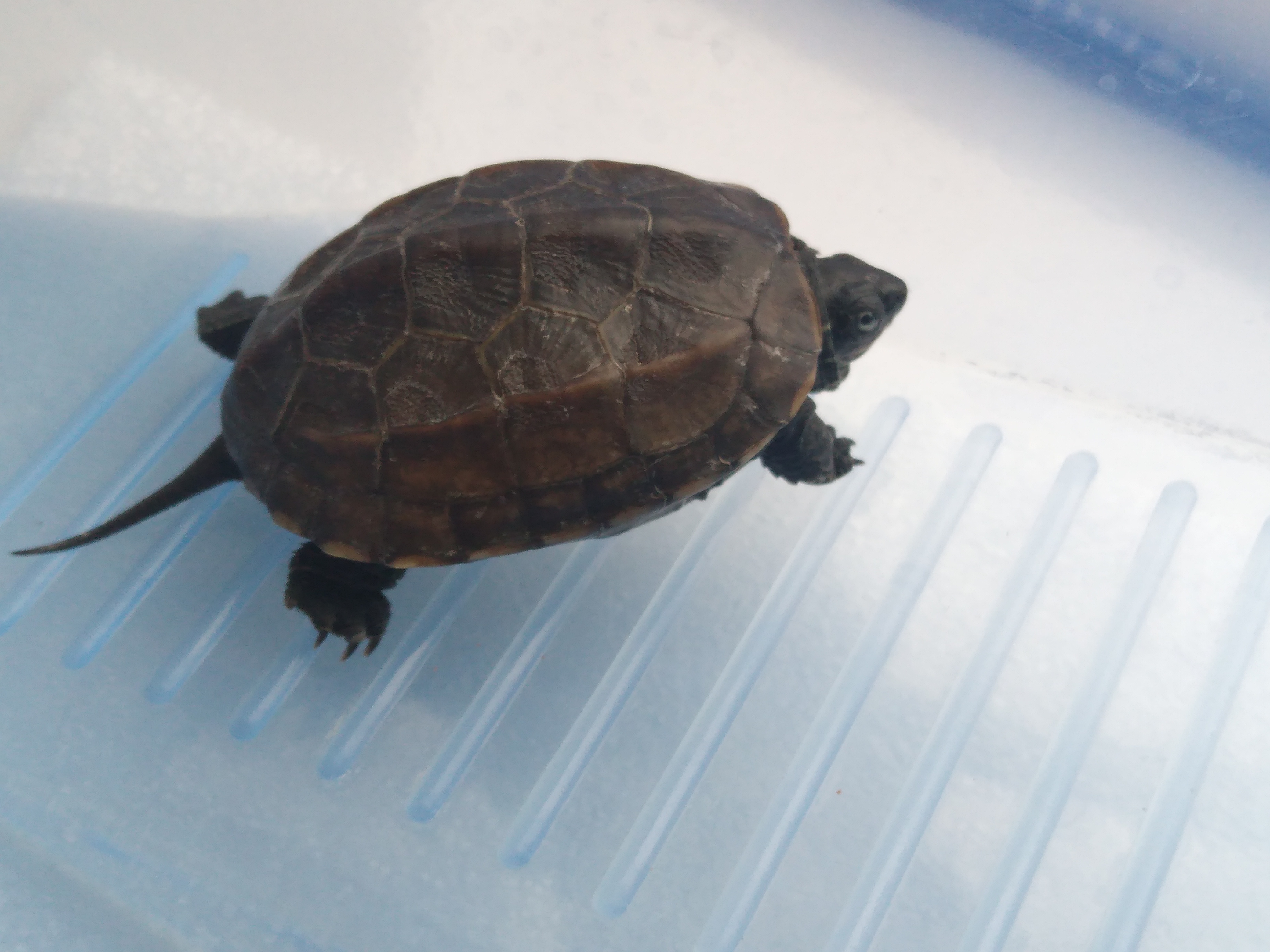 乌龟(学名:mauremys reevesii)是龟科,拟水龟属爬行动物.