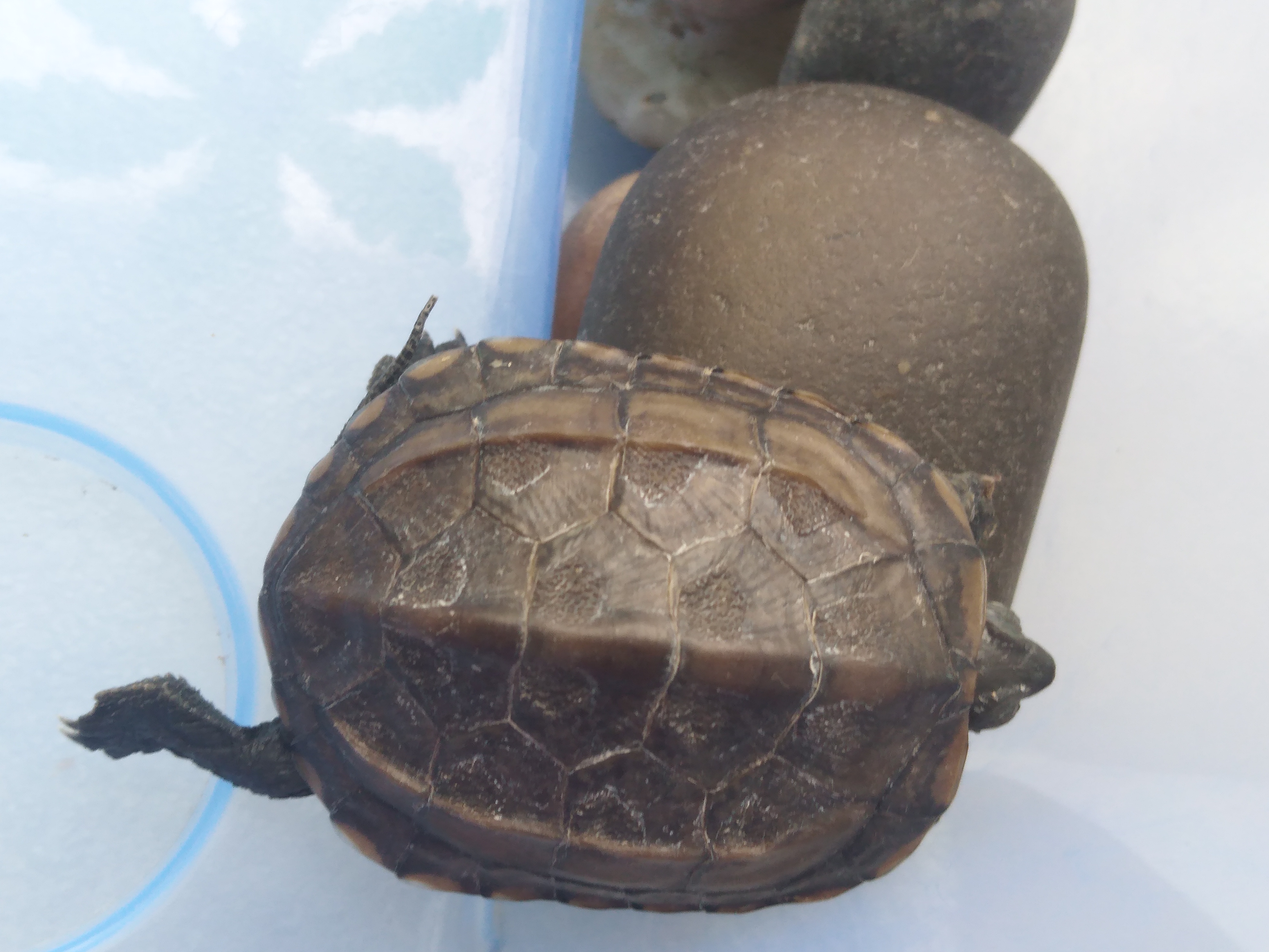 乌龟(学名:mauremys reevesii)是龟科,拟水龟属爬行动物.