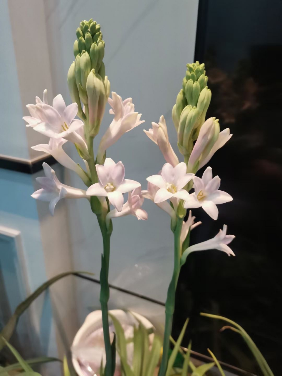 晚香玉,又名夜来香,石蒜科,晚香玉属多年生草本植物,因为日落后香气