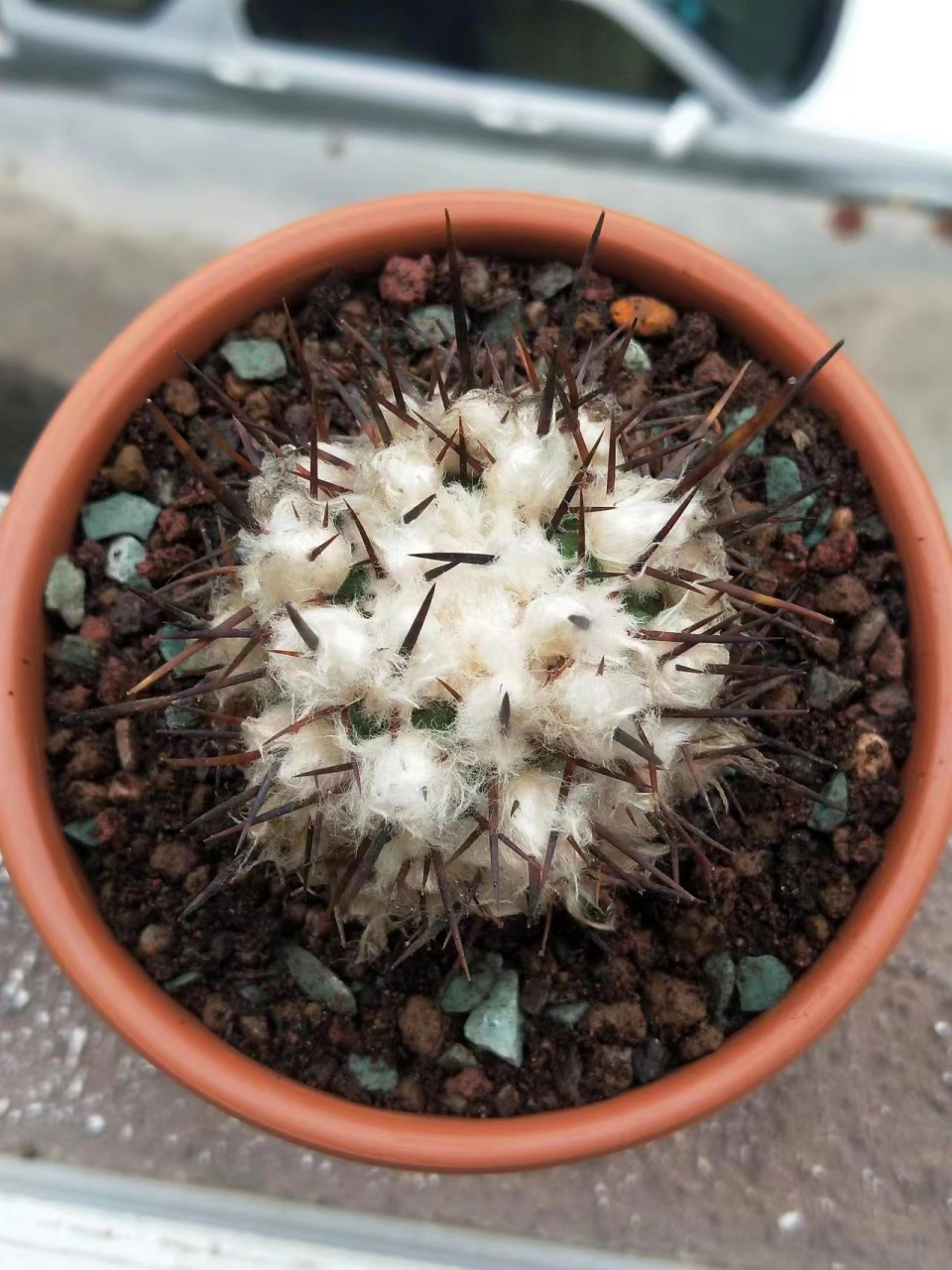 暴龙球,仙人掌科,龙爪球属.