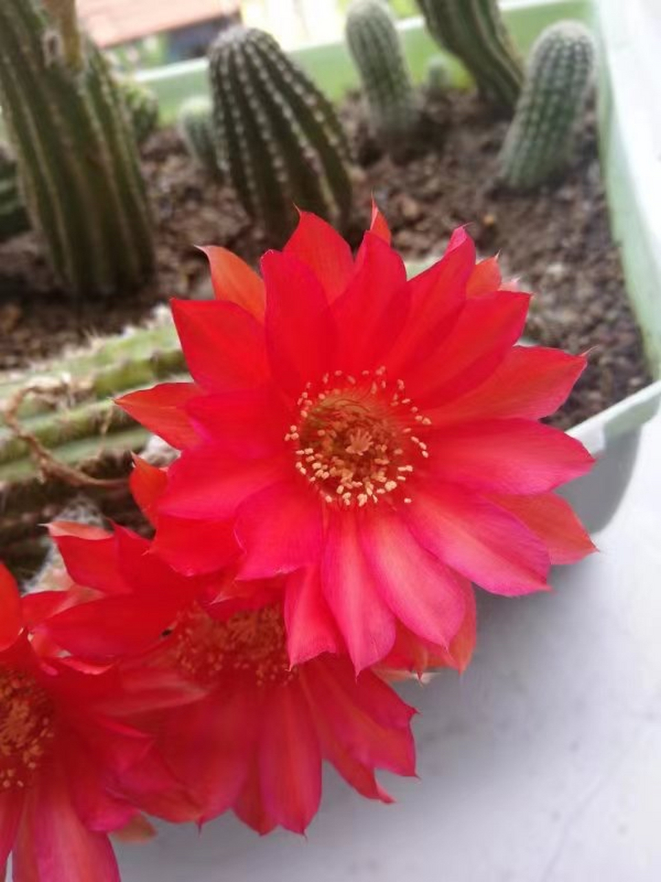 黑金刚,仙人掌科,仙人球属,杂交品种.