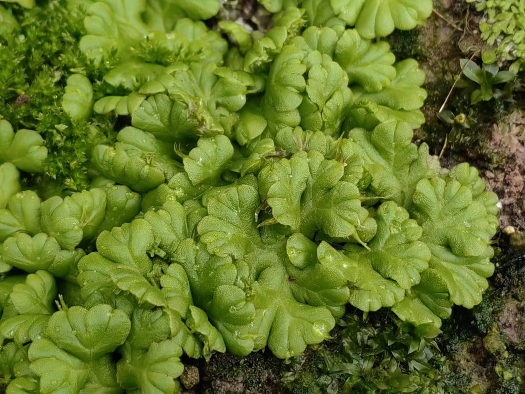 地衣和苔藓图鉴图片