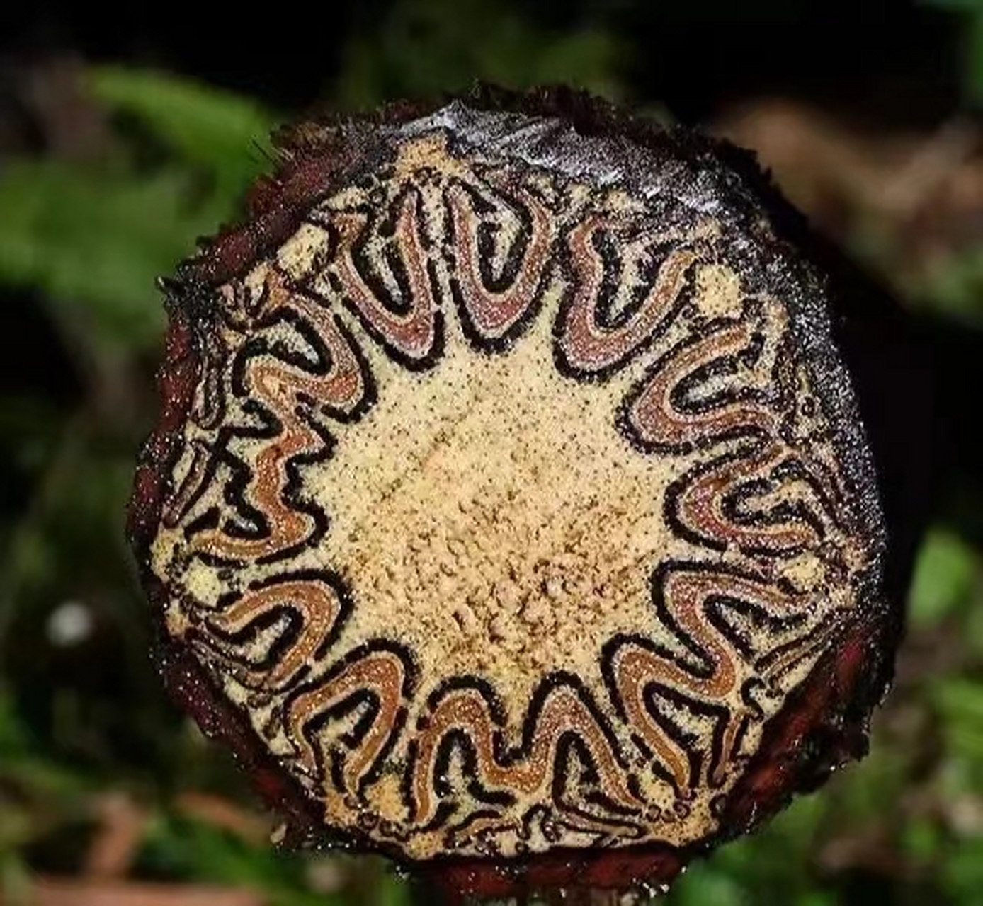 飞天蠄蟧,学名桫椤,桫椤科,桫椤属的树状蕨类植物,远古时代孑遗植物的