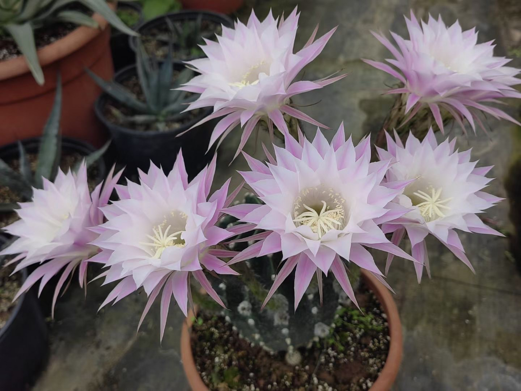 粉花草球和白花草球,最传统常见的两款仙人球,简称粉草和白草.