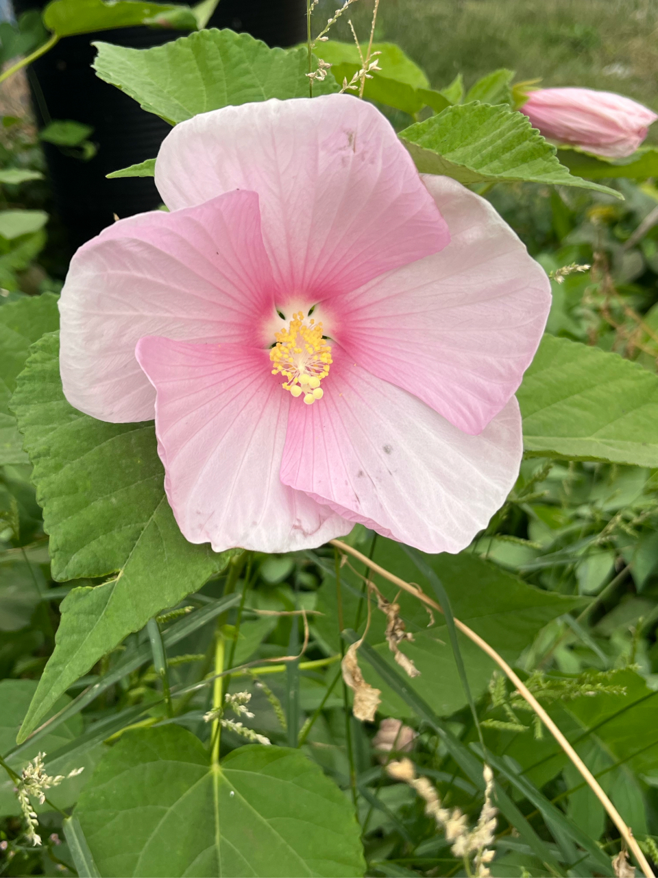 大花秋葵,木芙蓉,草芙蓉,锦葵科,木槿属,原产地北美.
