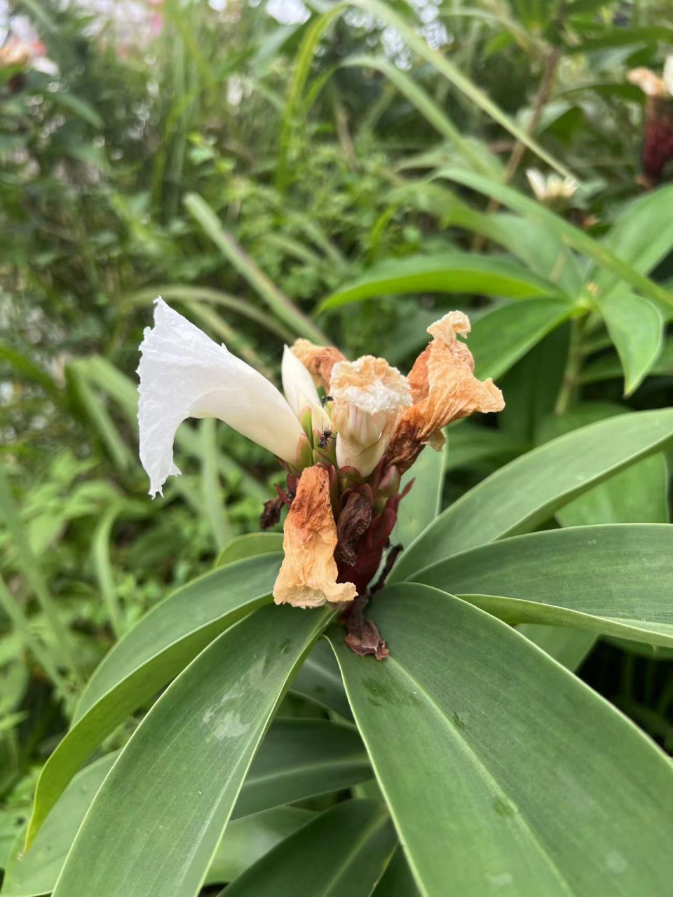 闭鞘姜属,原产地热带至亚热带,多年生草本植物,叶片螺旋状排列,地上茎