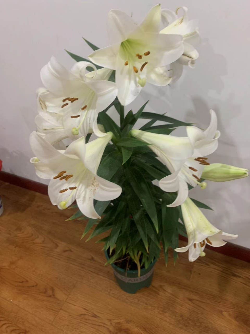 百合,百年好合;白色,纯真纯洁;白百合,花美寓意深.