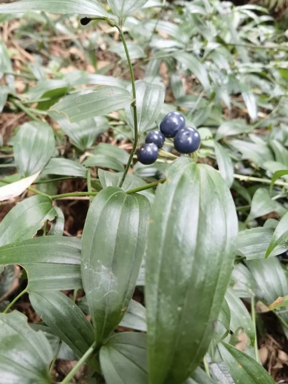 万寿竹,秋水仙科,万寿竹属.分布于长江以南,南亚和东南亚地区.