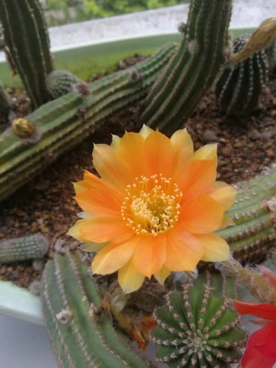 黑金刚,仙人掌科,仙人球属,杂交品种.