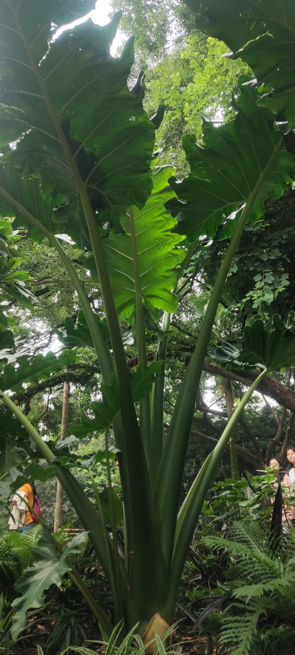 巨型海芋,没有杆子感觉就有三四米高了,真不知道原产地的成株会长到
