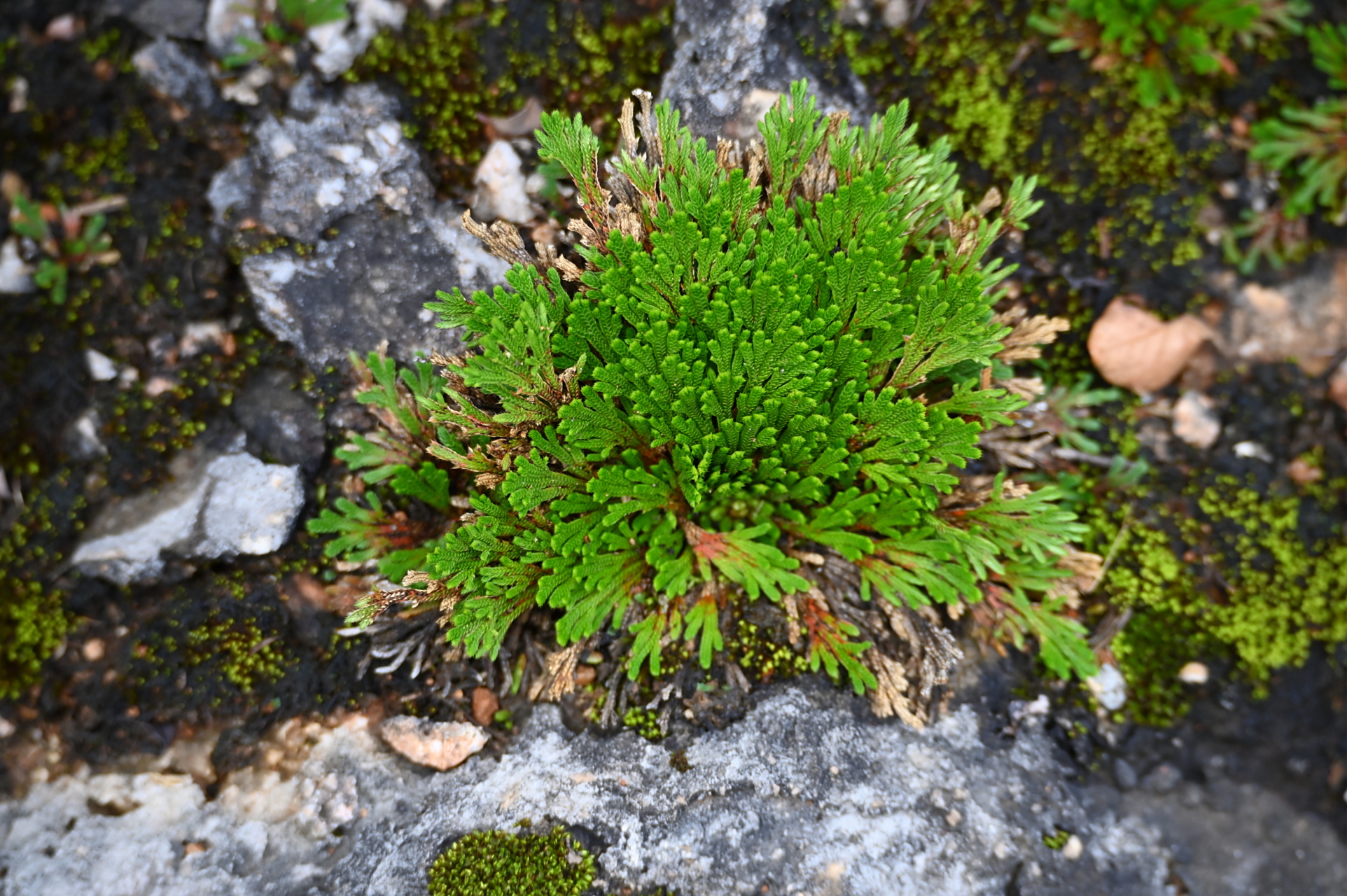 卷柏,也称九死还魂草,蕨类植物,非常漂亮,可入药,有喜欢的朋友可以