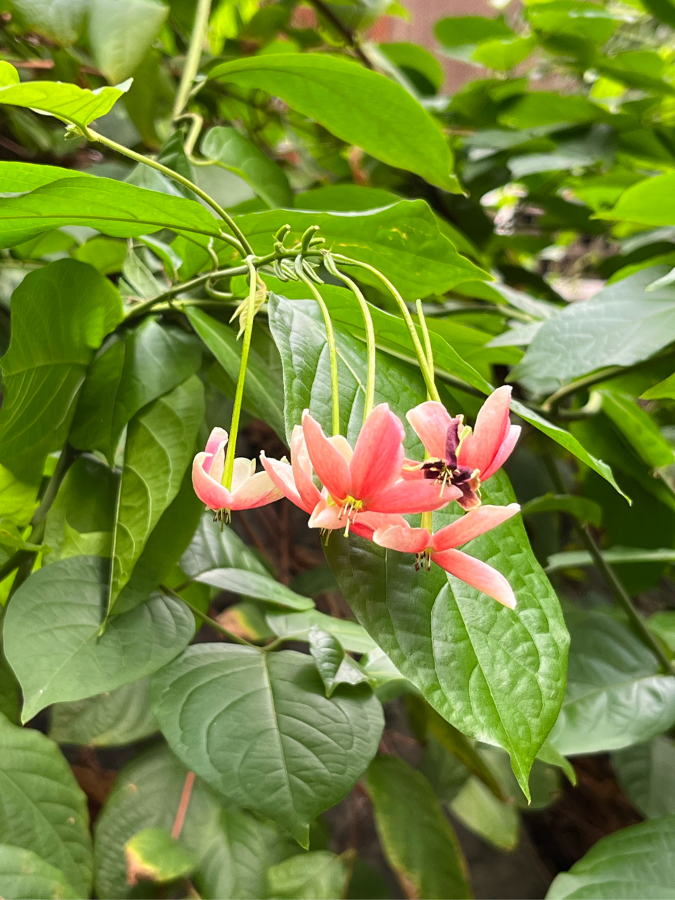 使君子,使君子科,石风车子属,木质藤本植物,也是一位中药,名字是为了