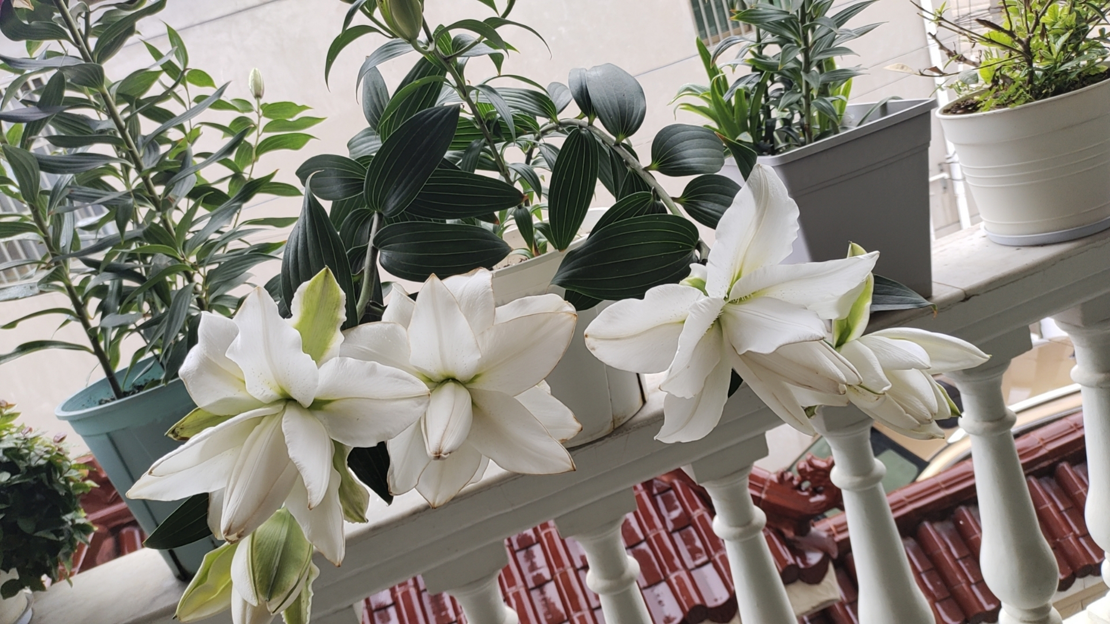 百合,百年好合;白色,纯真纯洁;白百合,花美寓意深.