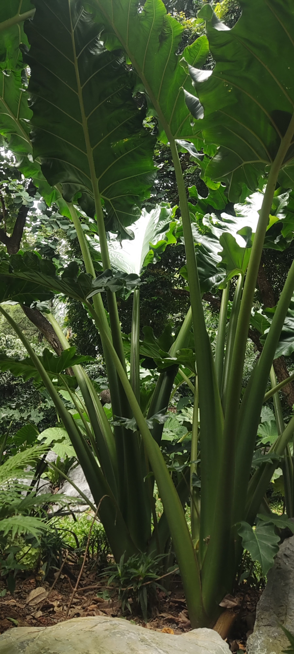 巨型海芋,没有杆子感觉就有三四米高了,真不知道原产地的成株会长到