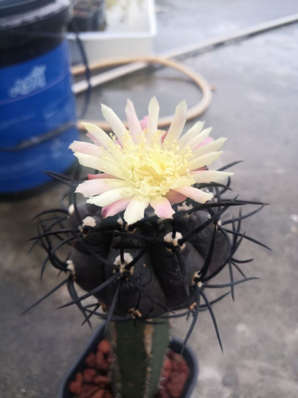 栗星玉,仙人掌科,龙爪球属.