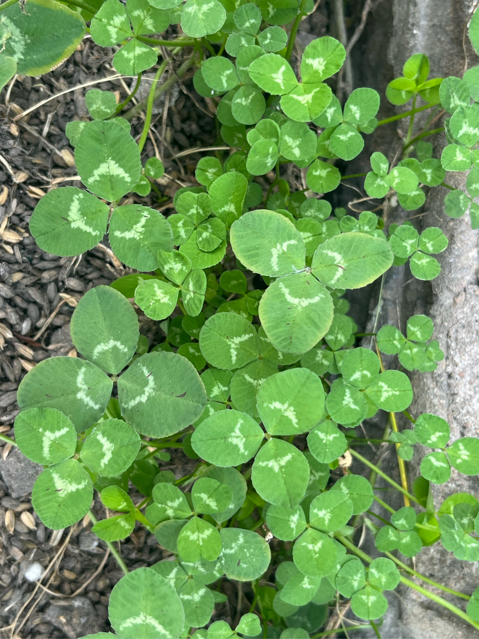 白色车轴草图片