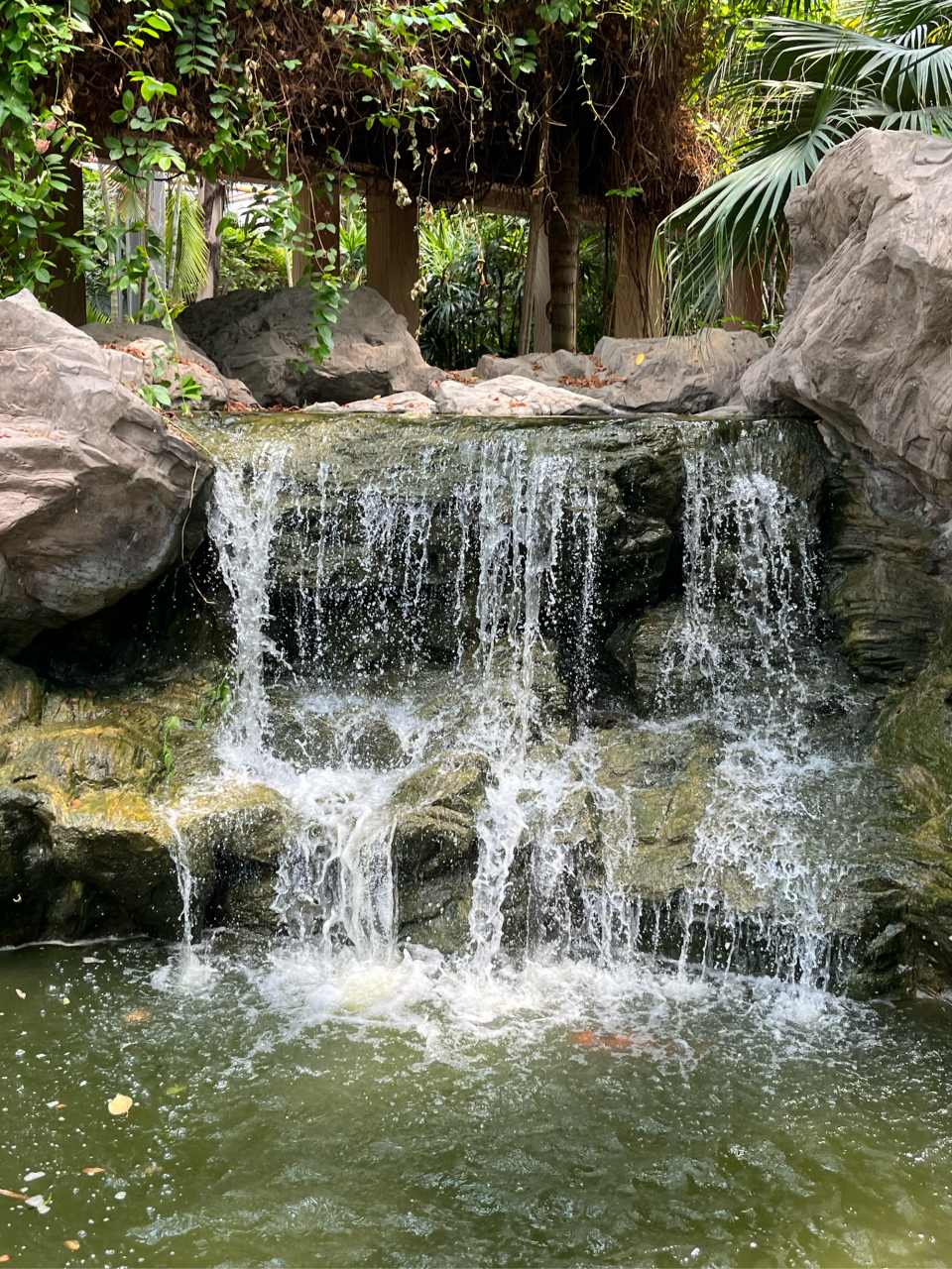 天津热带植物园图片